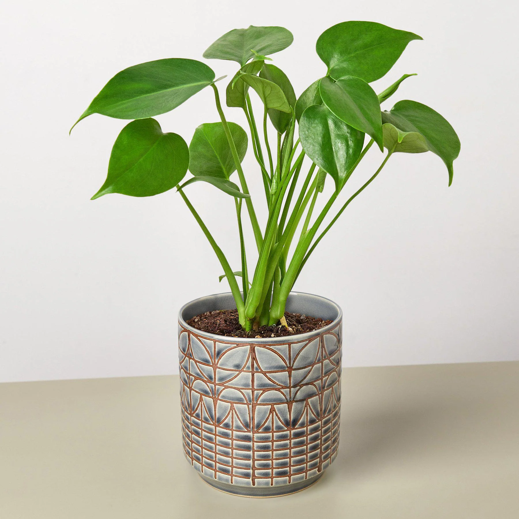 Monstera 'Split-Leaf' - Image 6