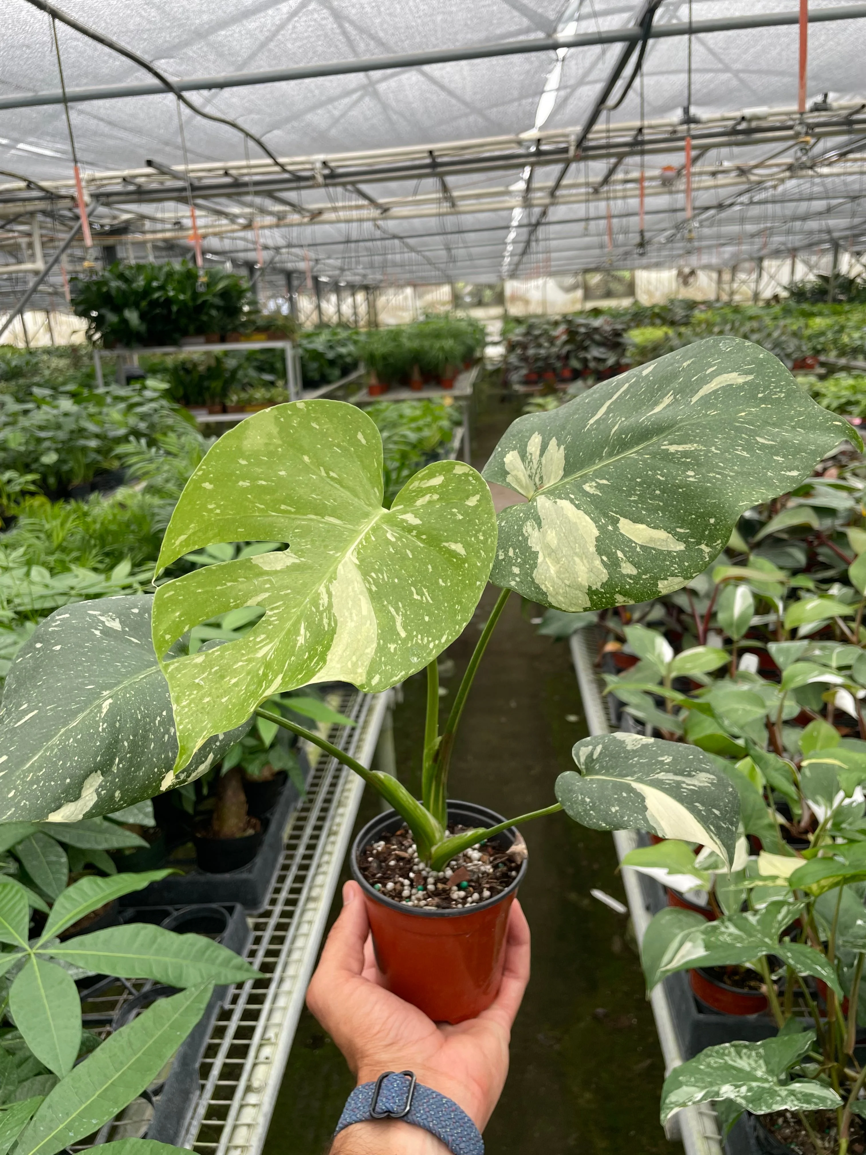 Monstera 'Thai Constellation' - Image 2