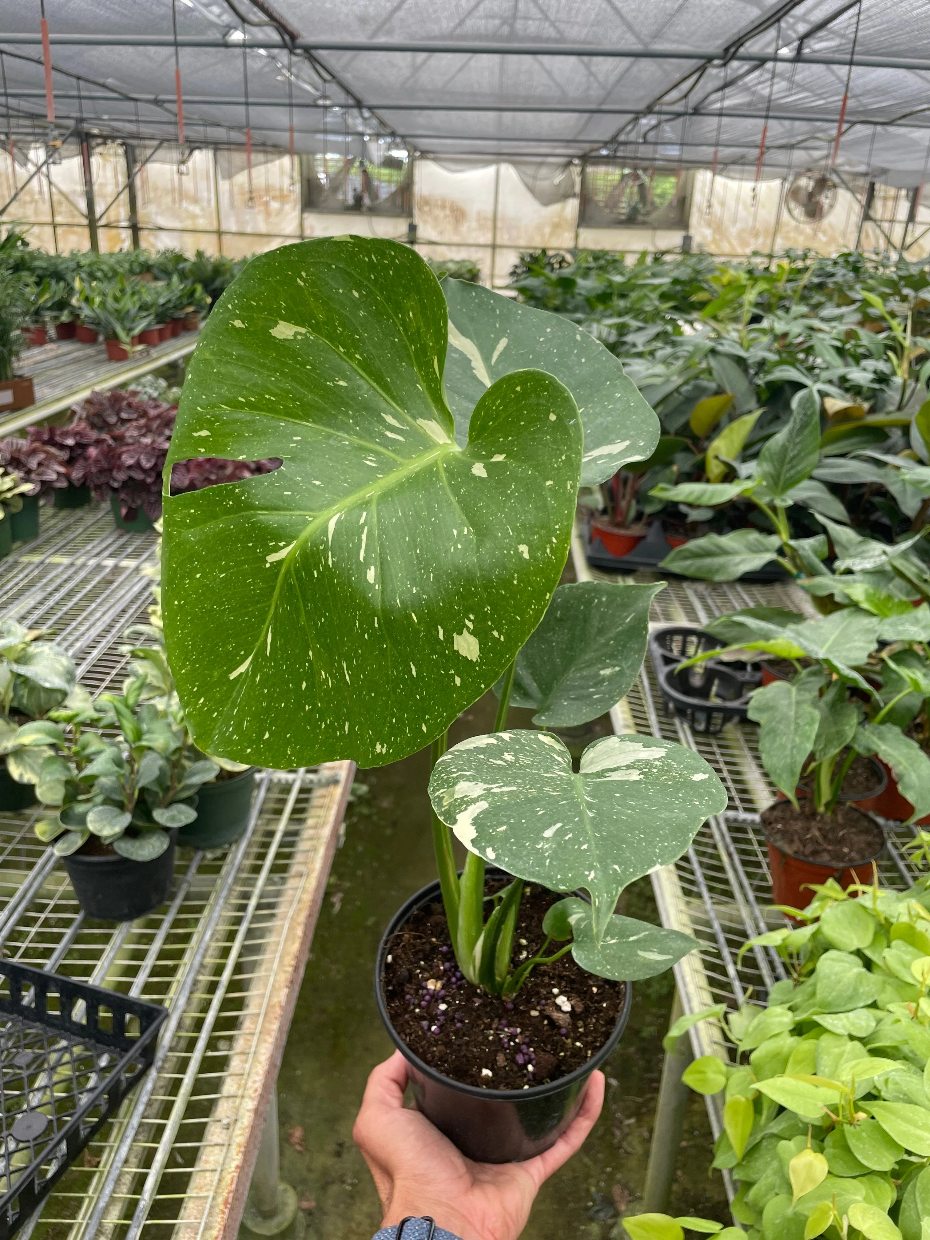 Monstera 'Thai Constellation' - Image 3