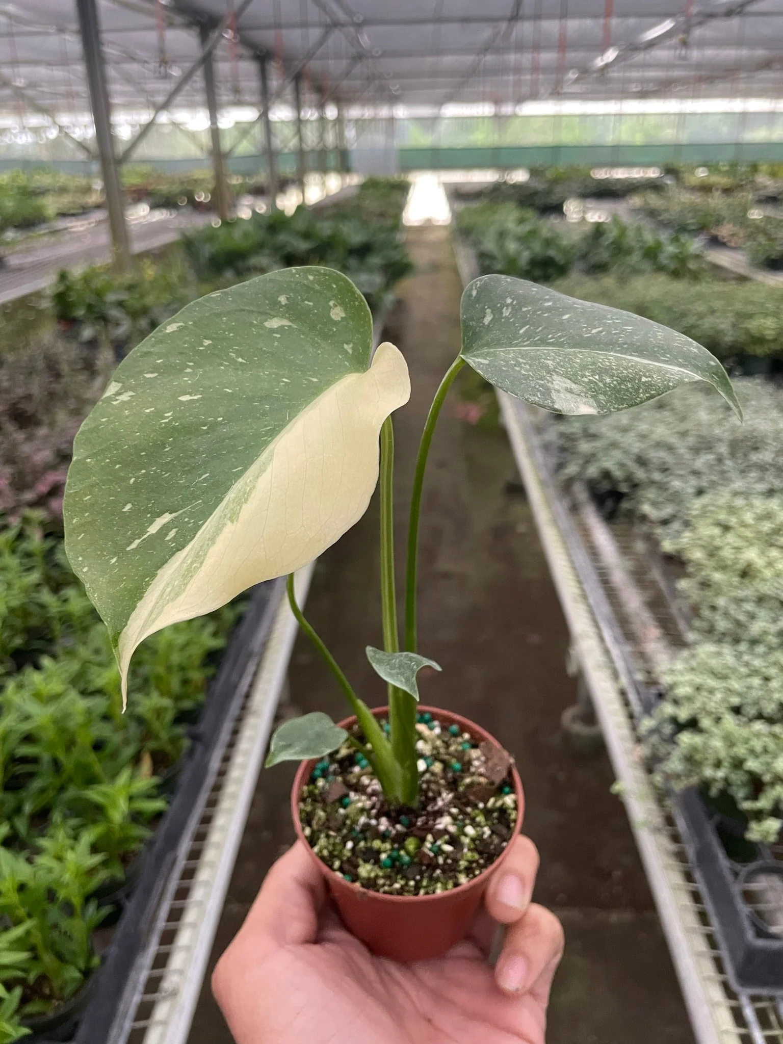 Monstera 'Thai Constellation' - Image 5
