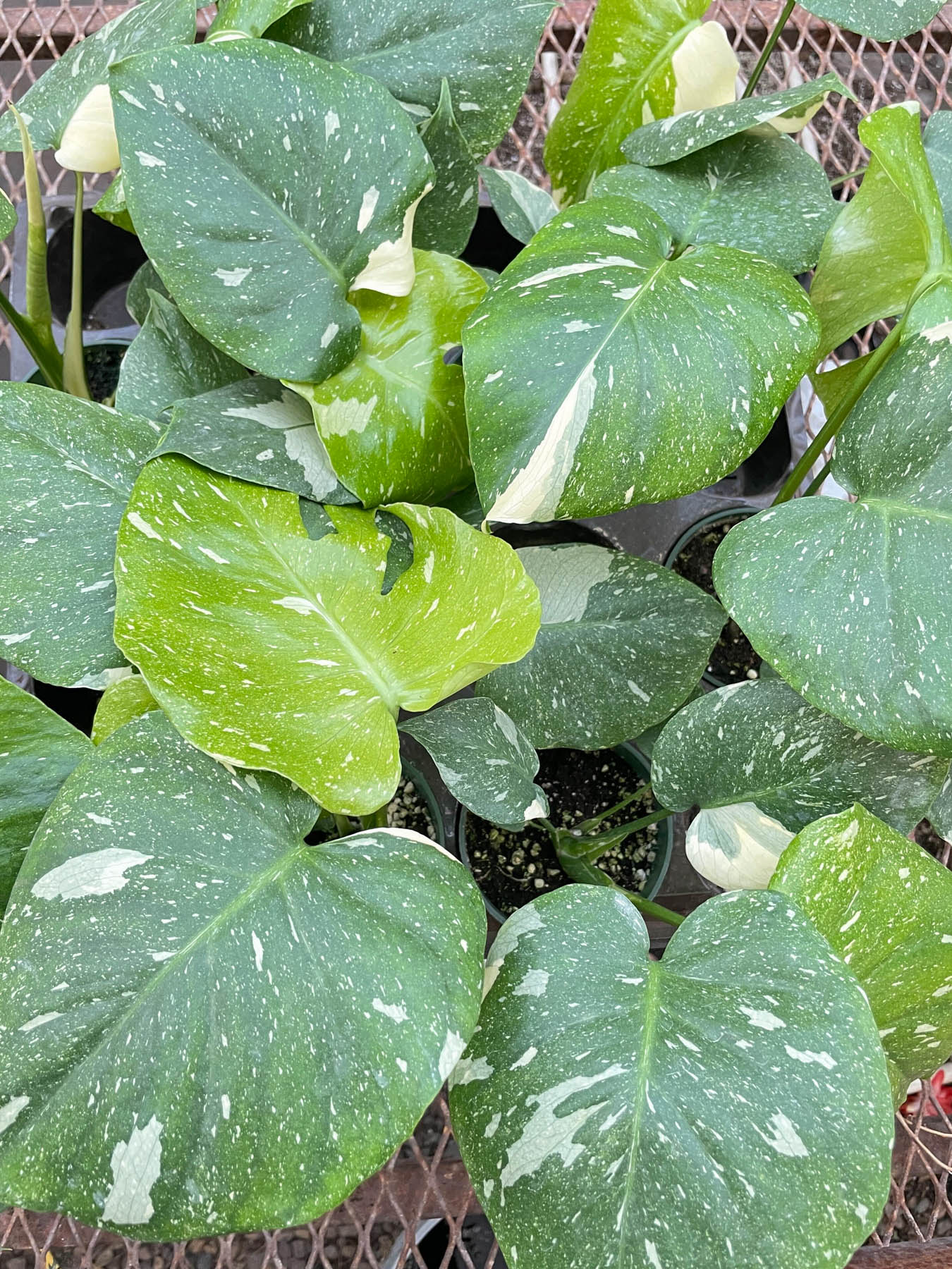 Monstera 'Thai Constellation' - Image 6