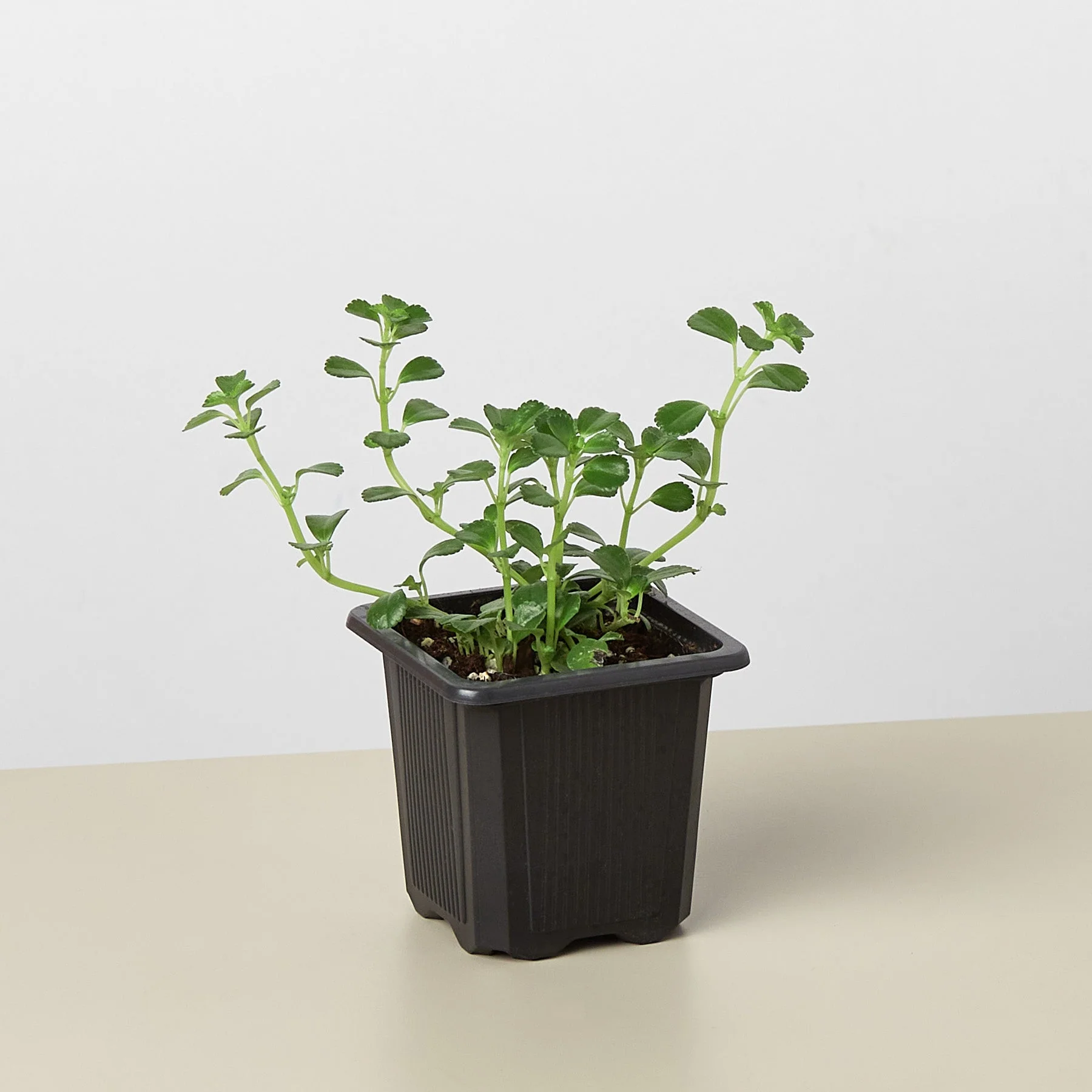 Nettle 'Baby's Tear' - Image 7