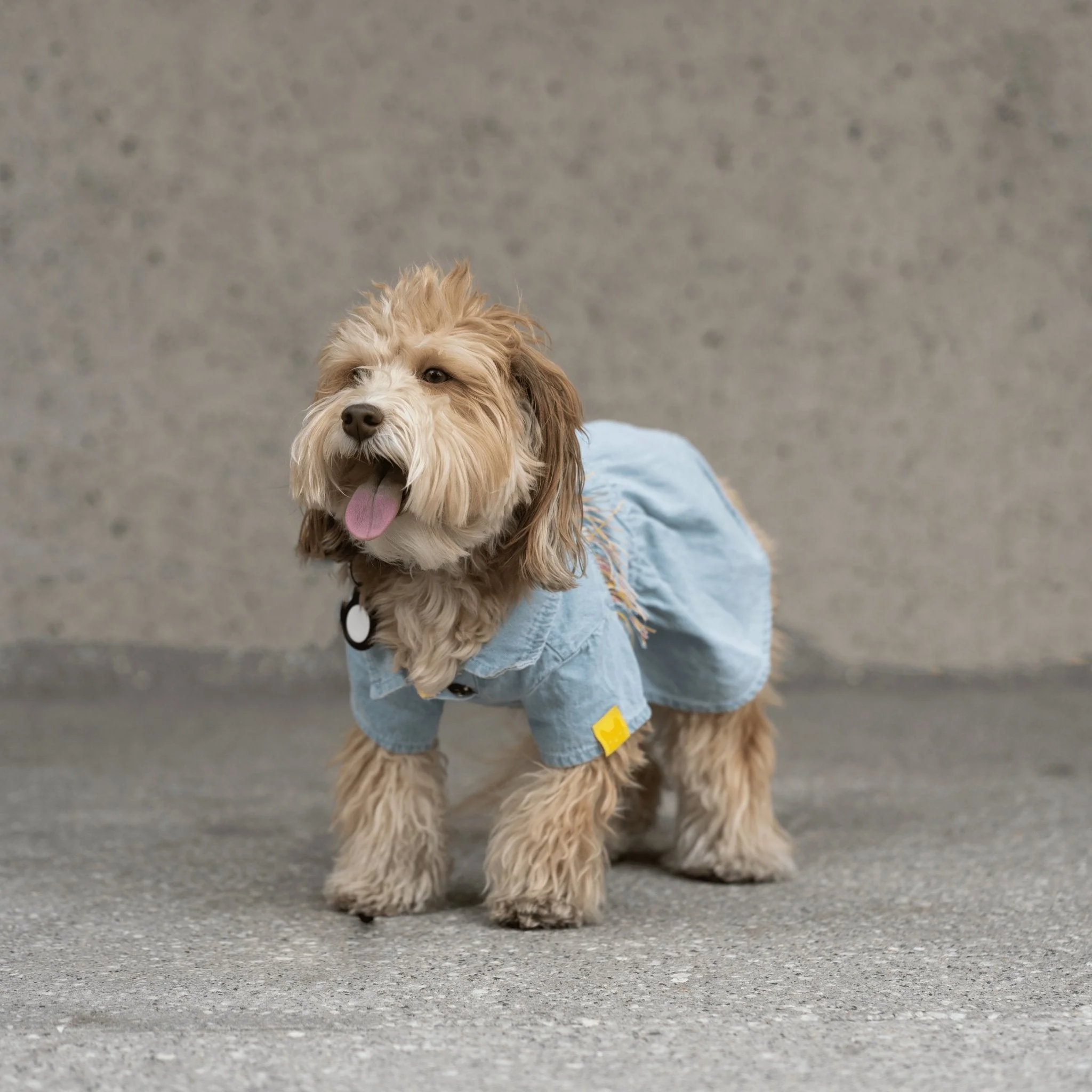 Ocean Denim Dog Dress - Image 6