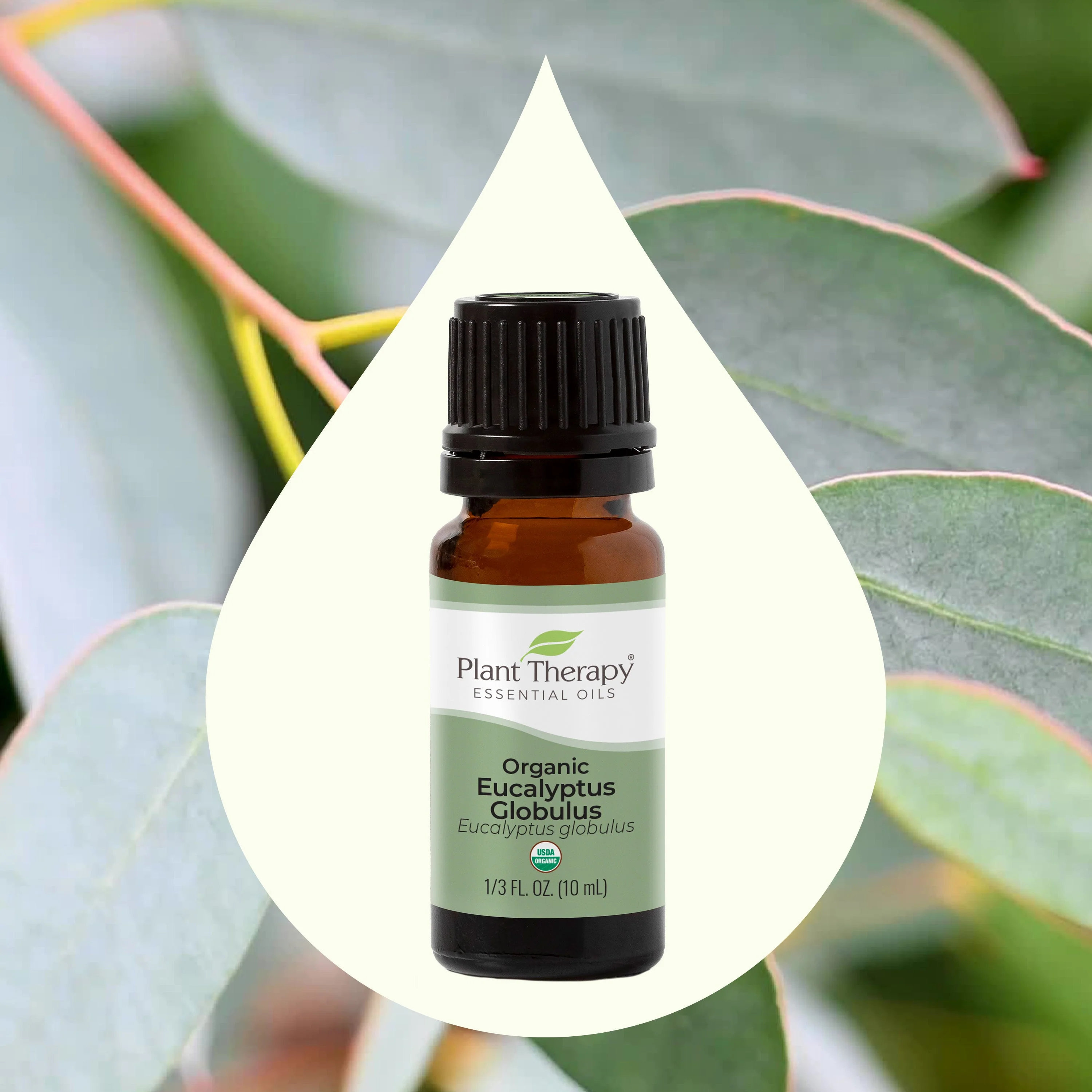 Organic Eucalyptus Globulus Essential Oil - Image 2