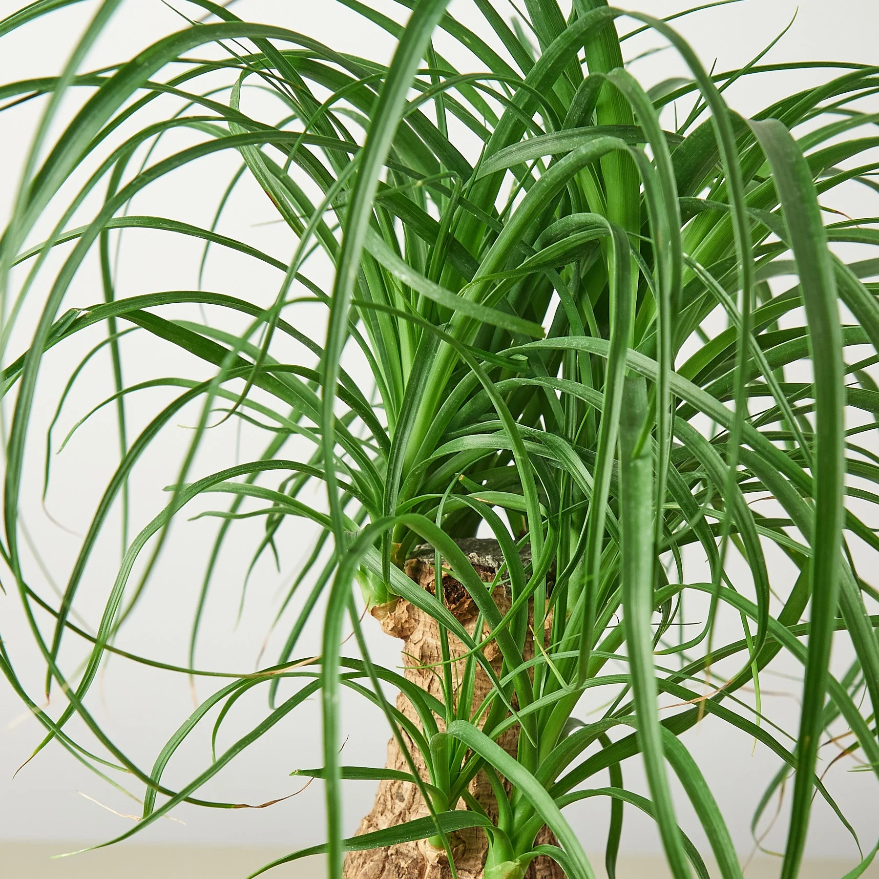 Palm Ponytail - Image 7