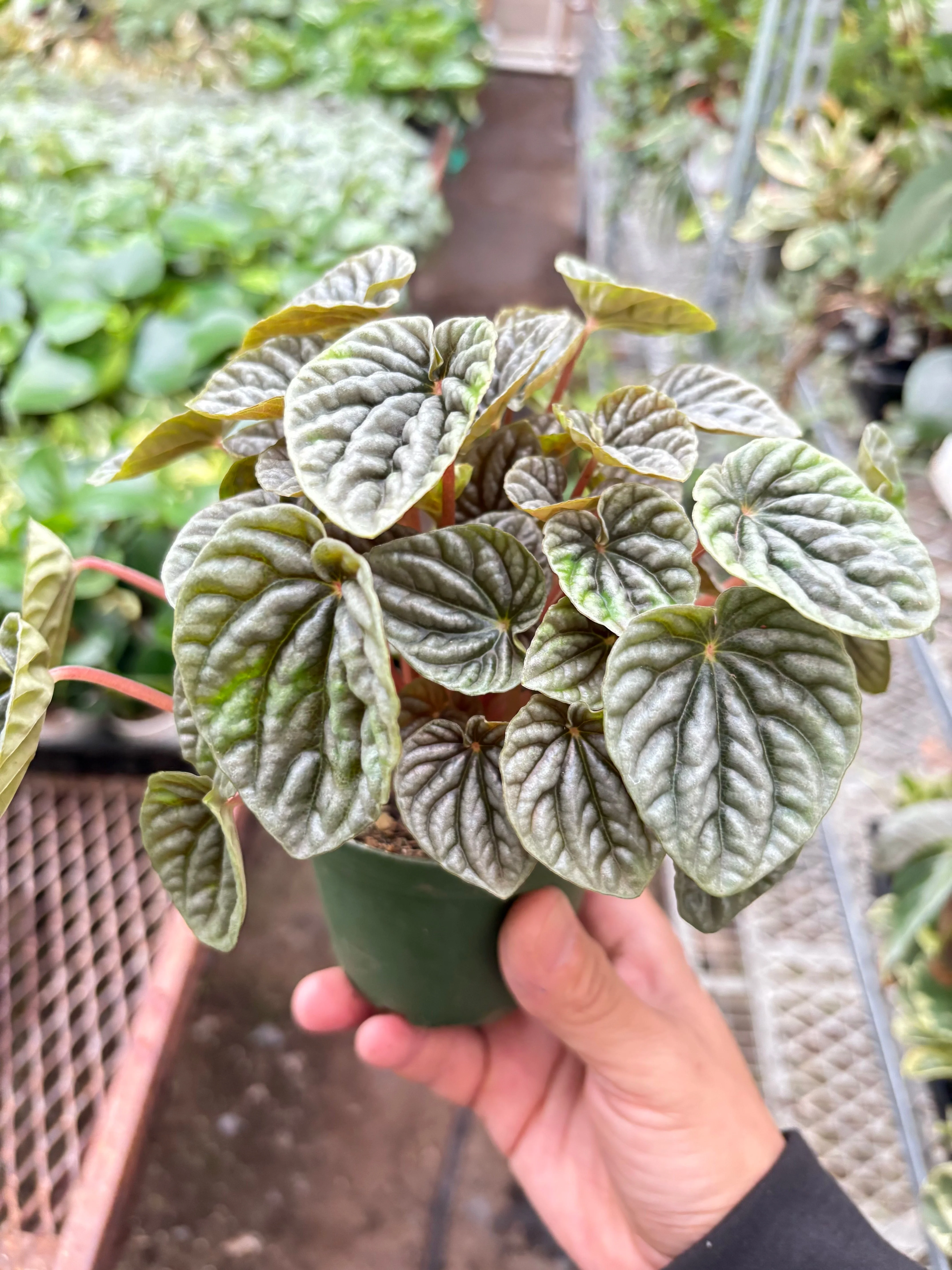 Peperomia 'Emerald Ripple' - Image 3