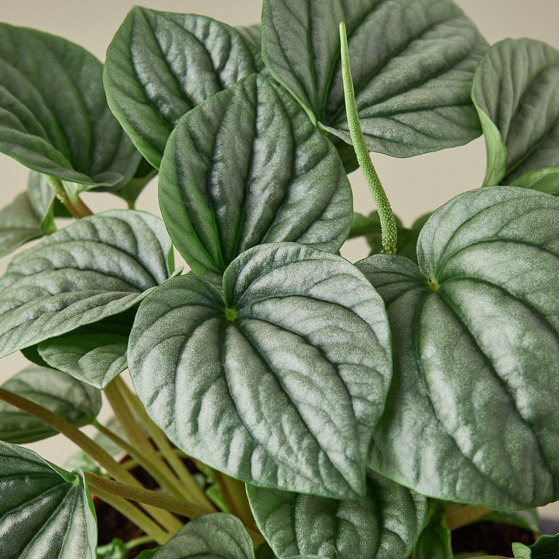 Peperomia 'Frost - Image 2