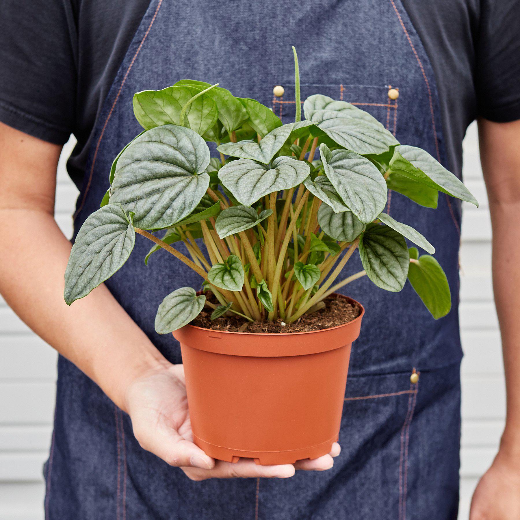 Peperomia 'Frost - Image 3
