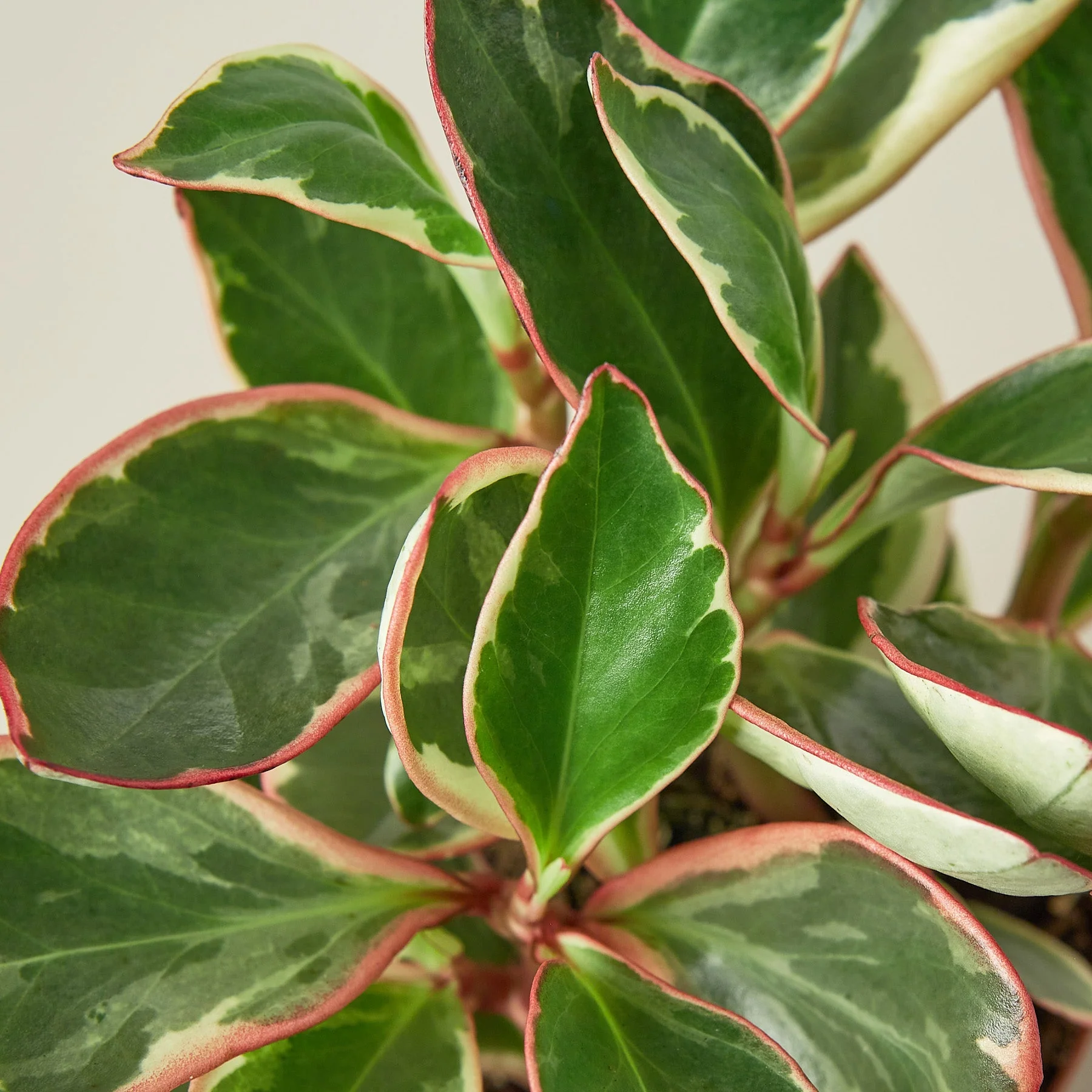Peperomia 'Ginny' - Image 2