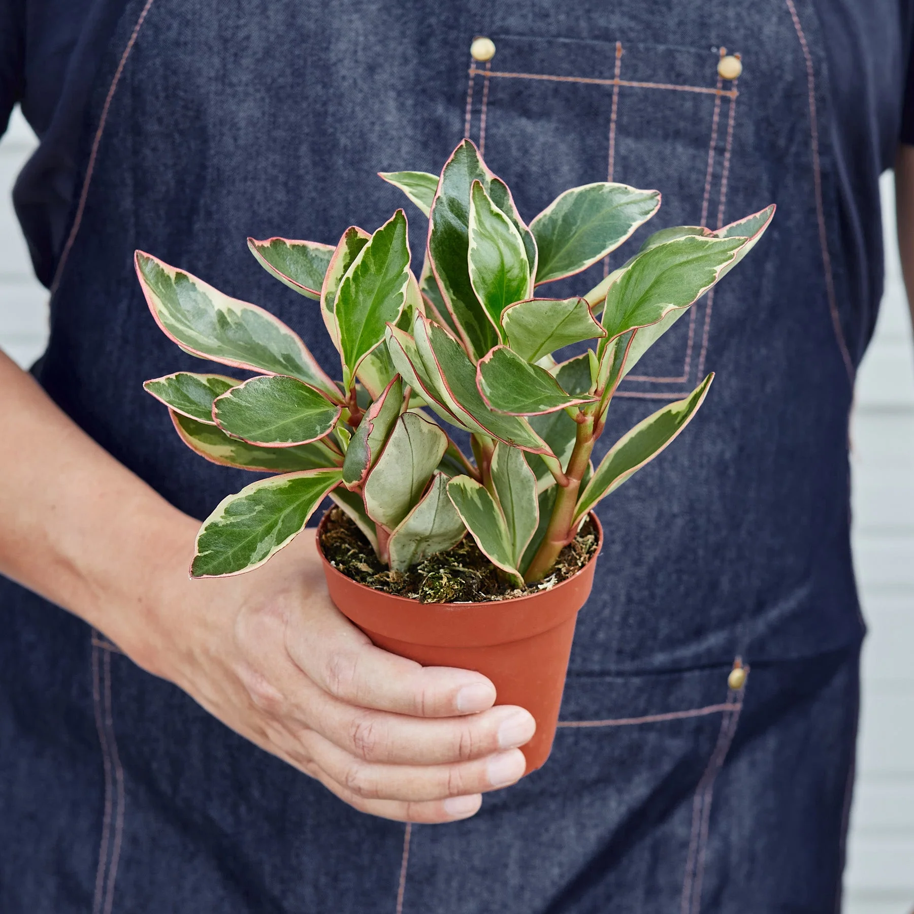 Peperomia 'Ginny' - Image 3