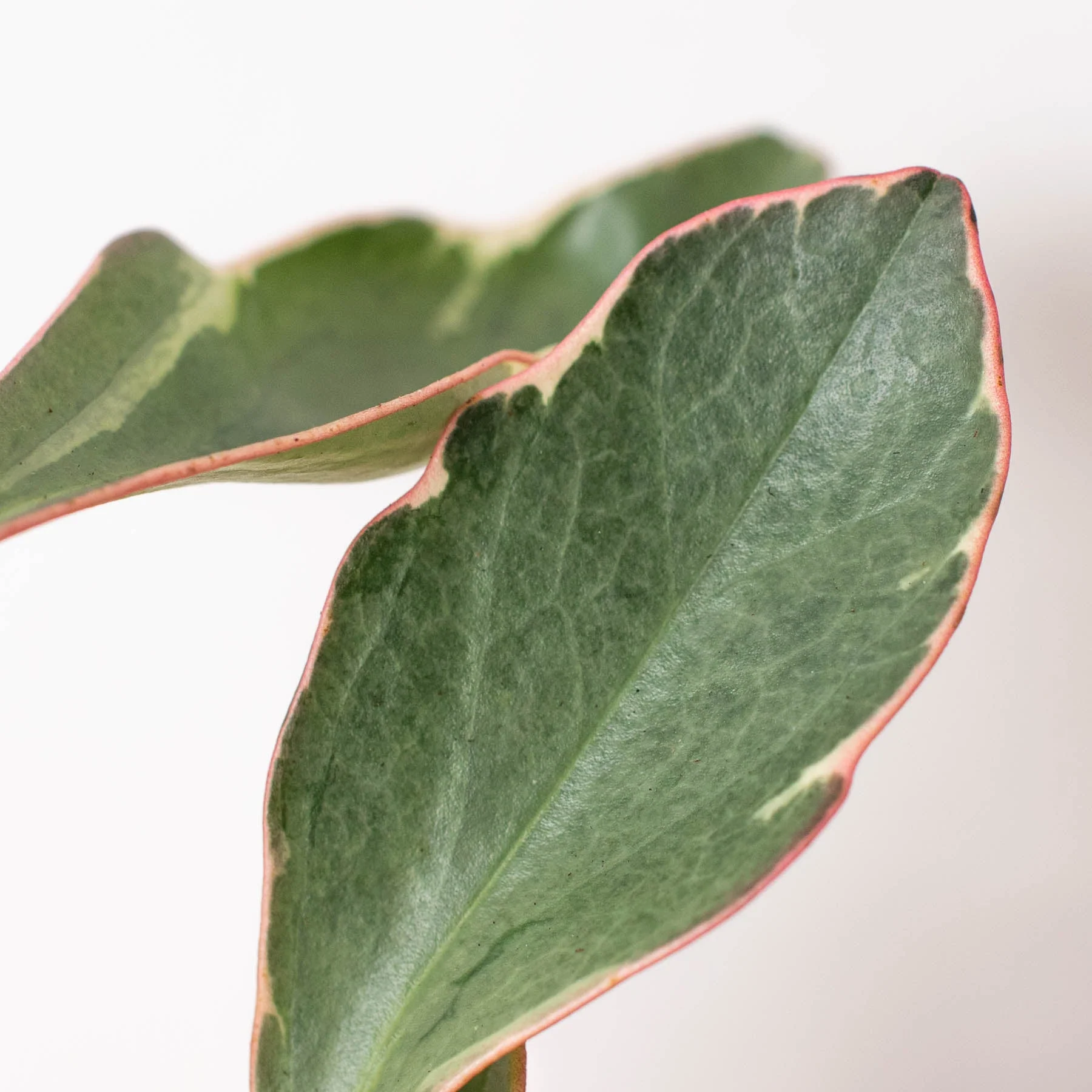 Peperomia 'Ginny' - Image 5