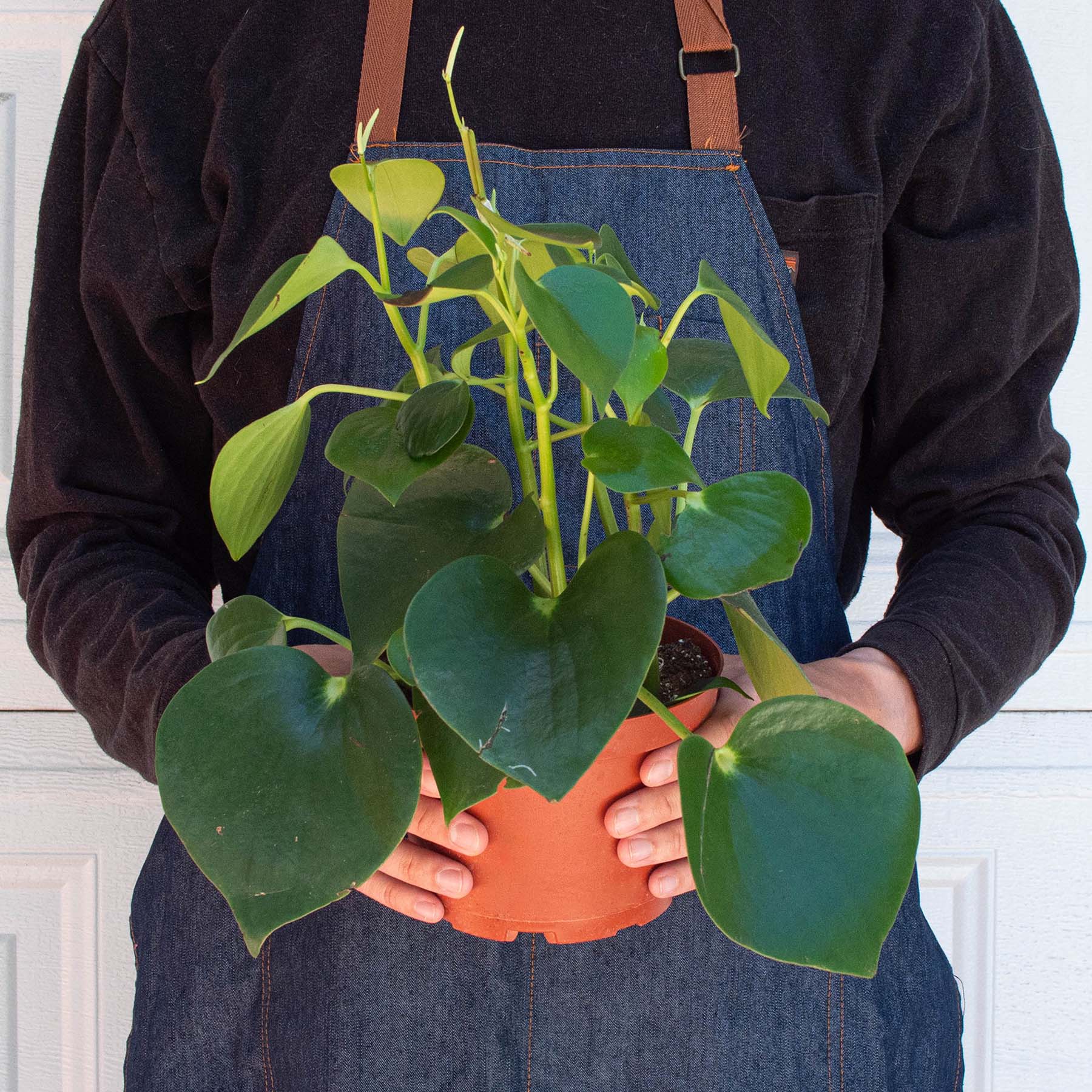 Peperomia 'Raindrop' - Image 6