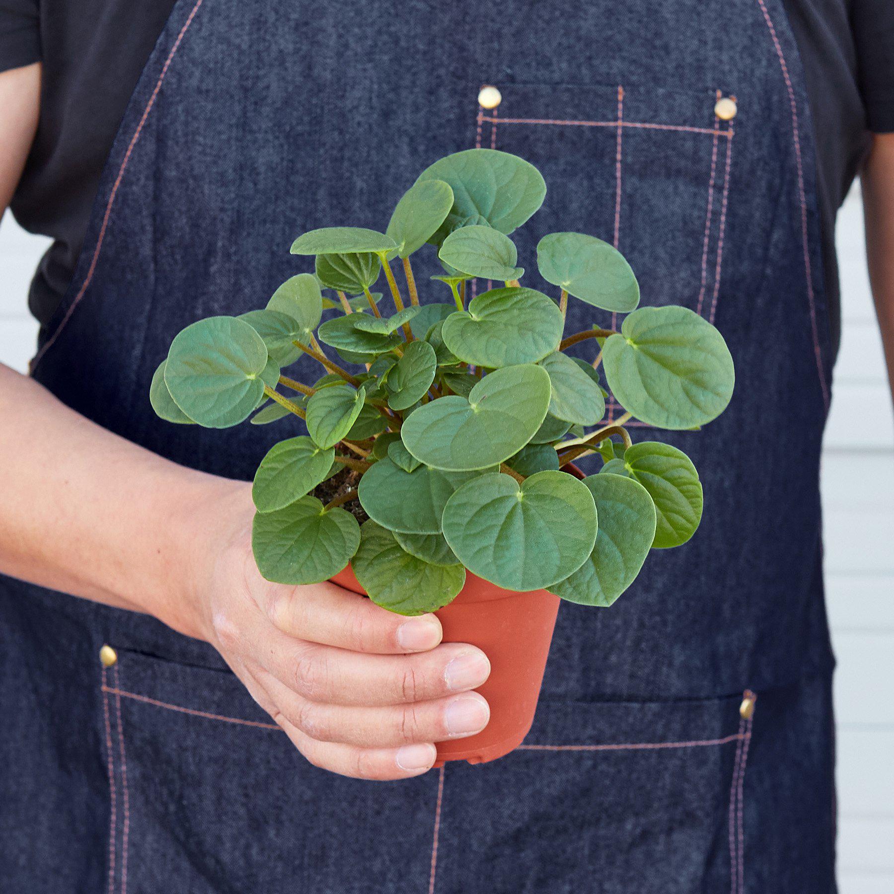 Peperomia 'Rana Verde' - Image 3