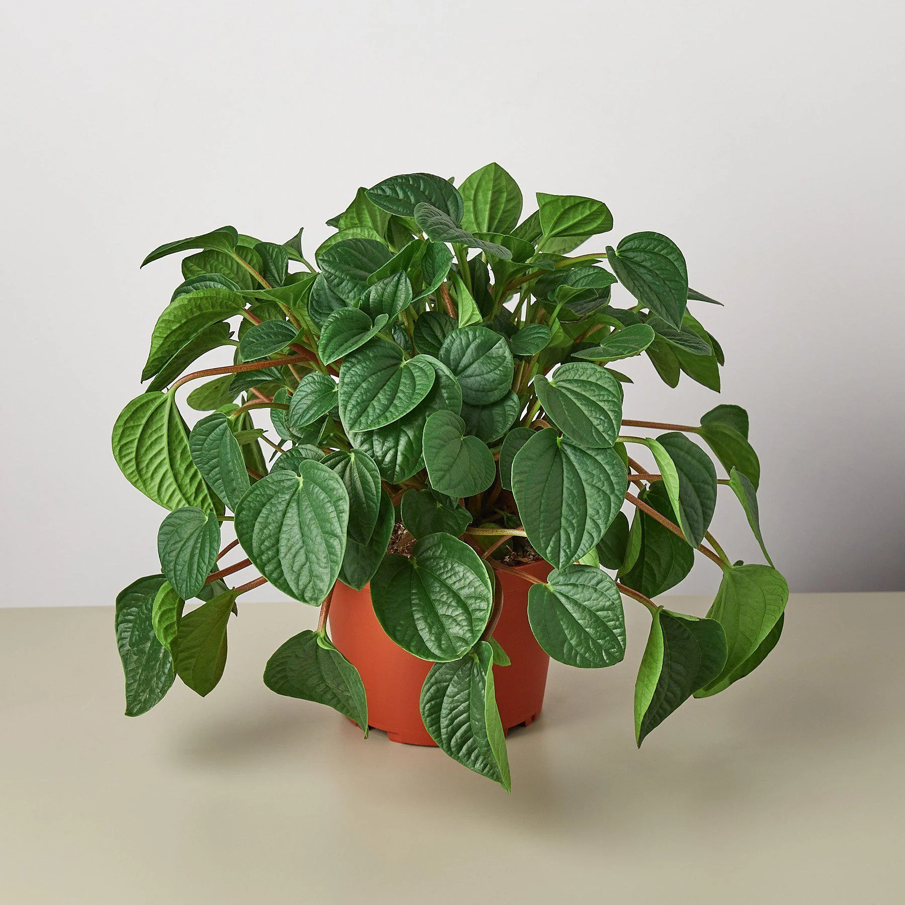 Peperomia 'Rana Verde' - Image 4