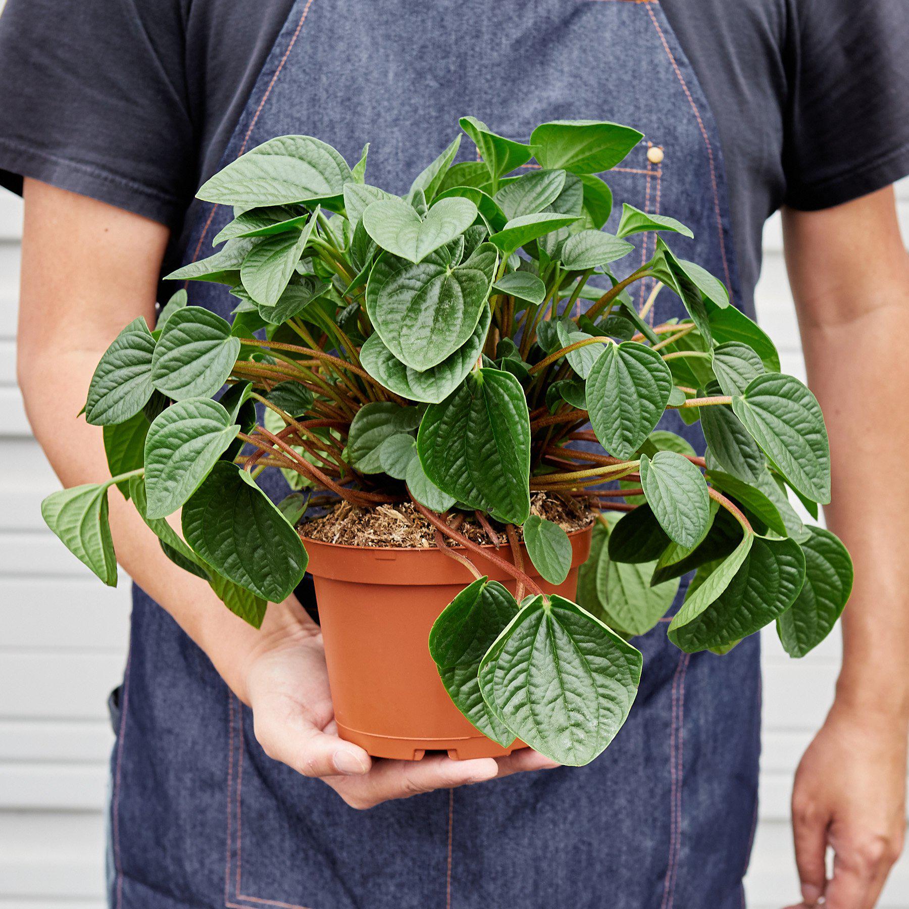 Peperomia 'Rana Verde' - Image 5