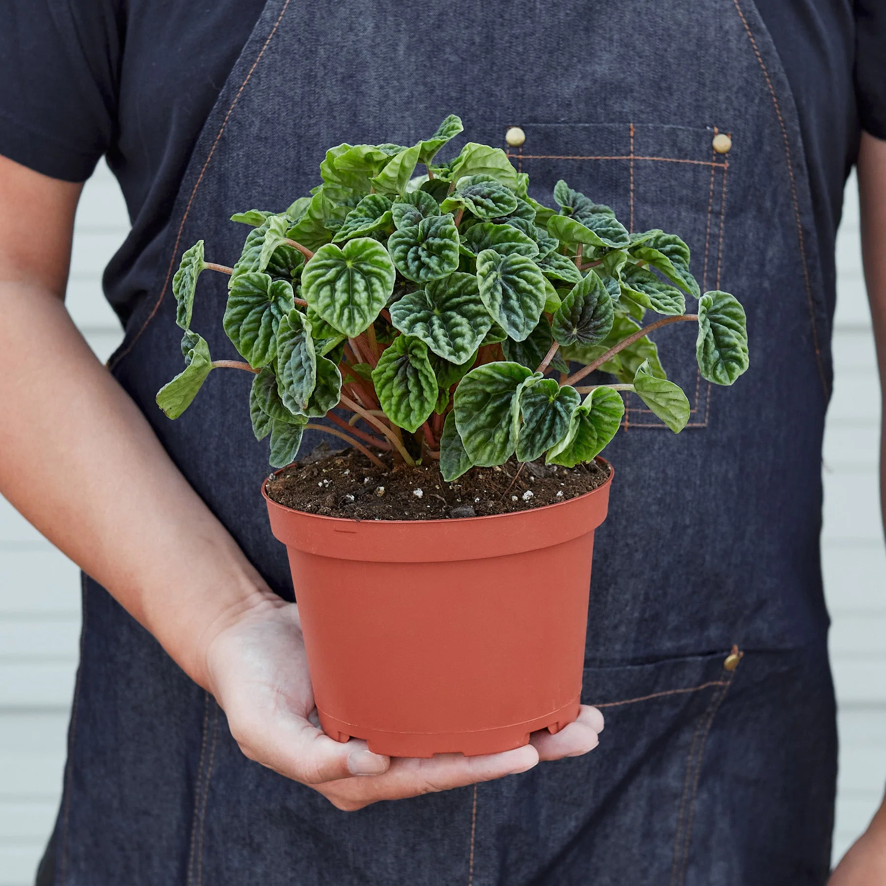 Peperomia 'Ripple' - Image 2