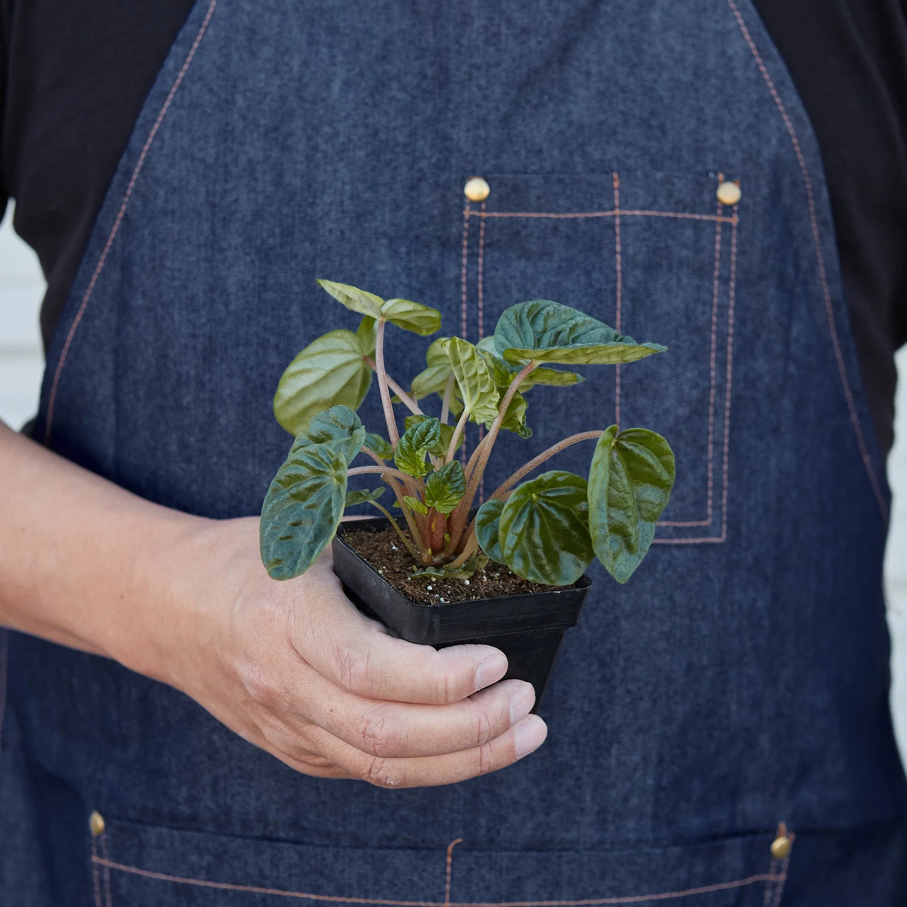 Peperomia 'Ripple' - Image 4