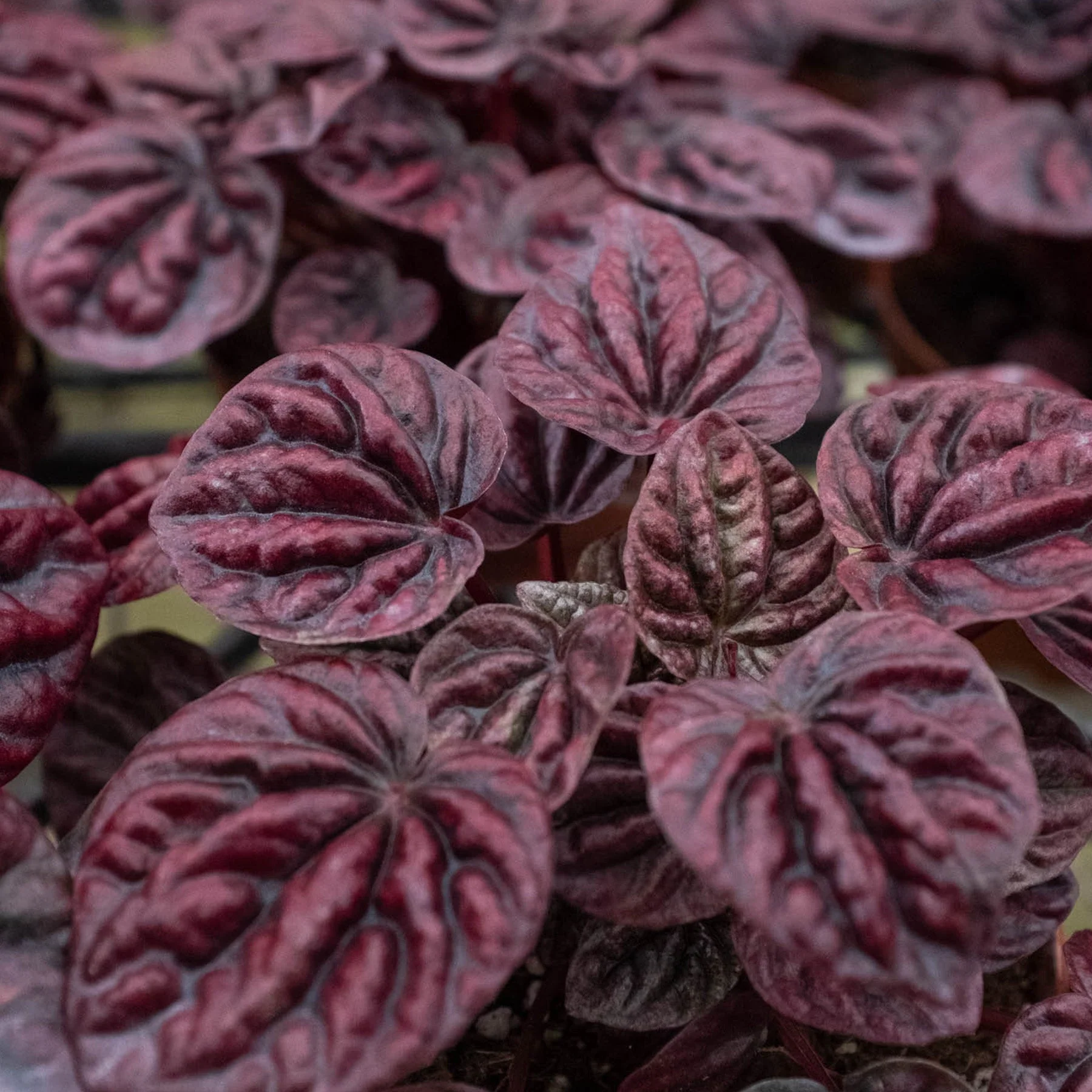 Peperomia 'Ripple Red' - Image 2