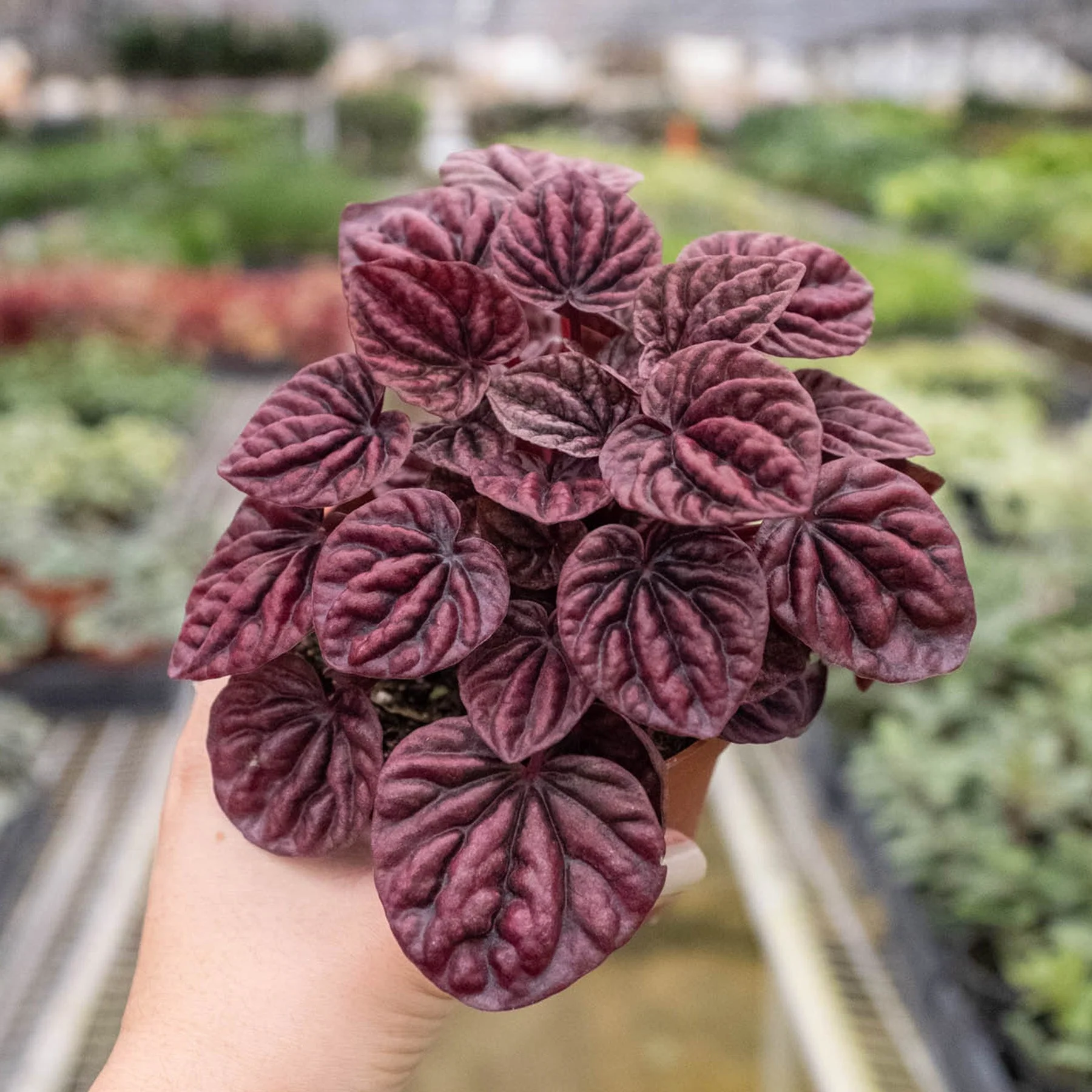 Peperomia 'Ripple Red' - Image 3