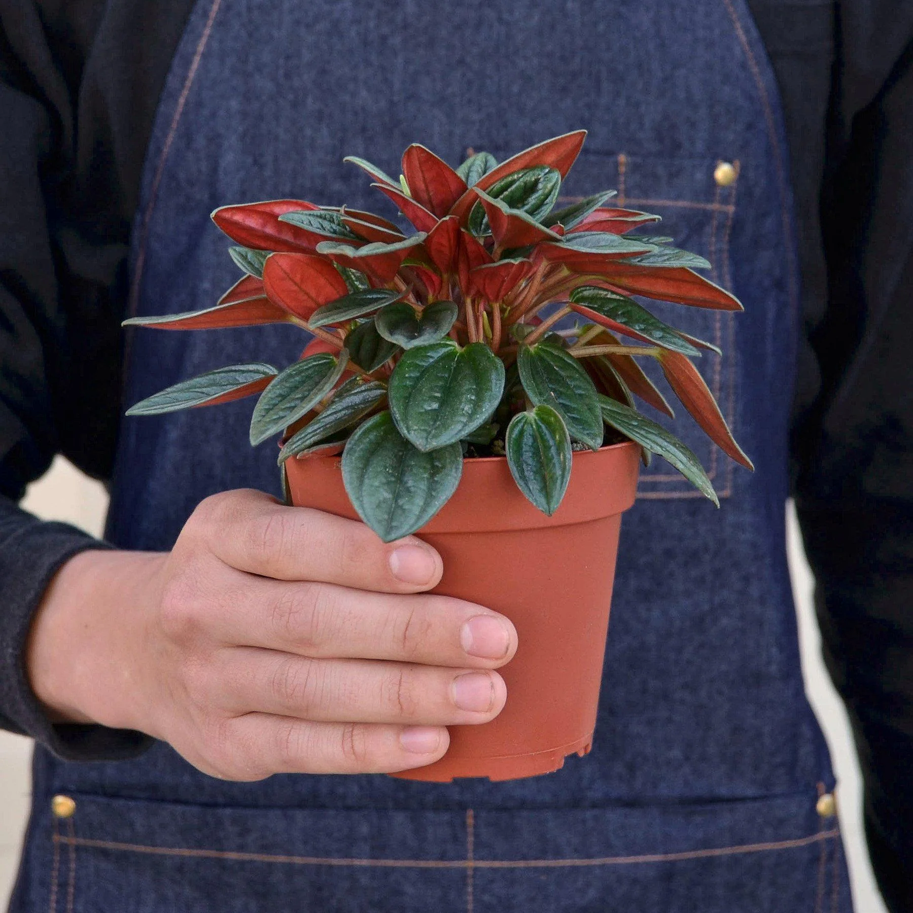 Peperomia 'Rosso' - Image 3