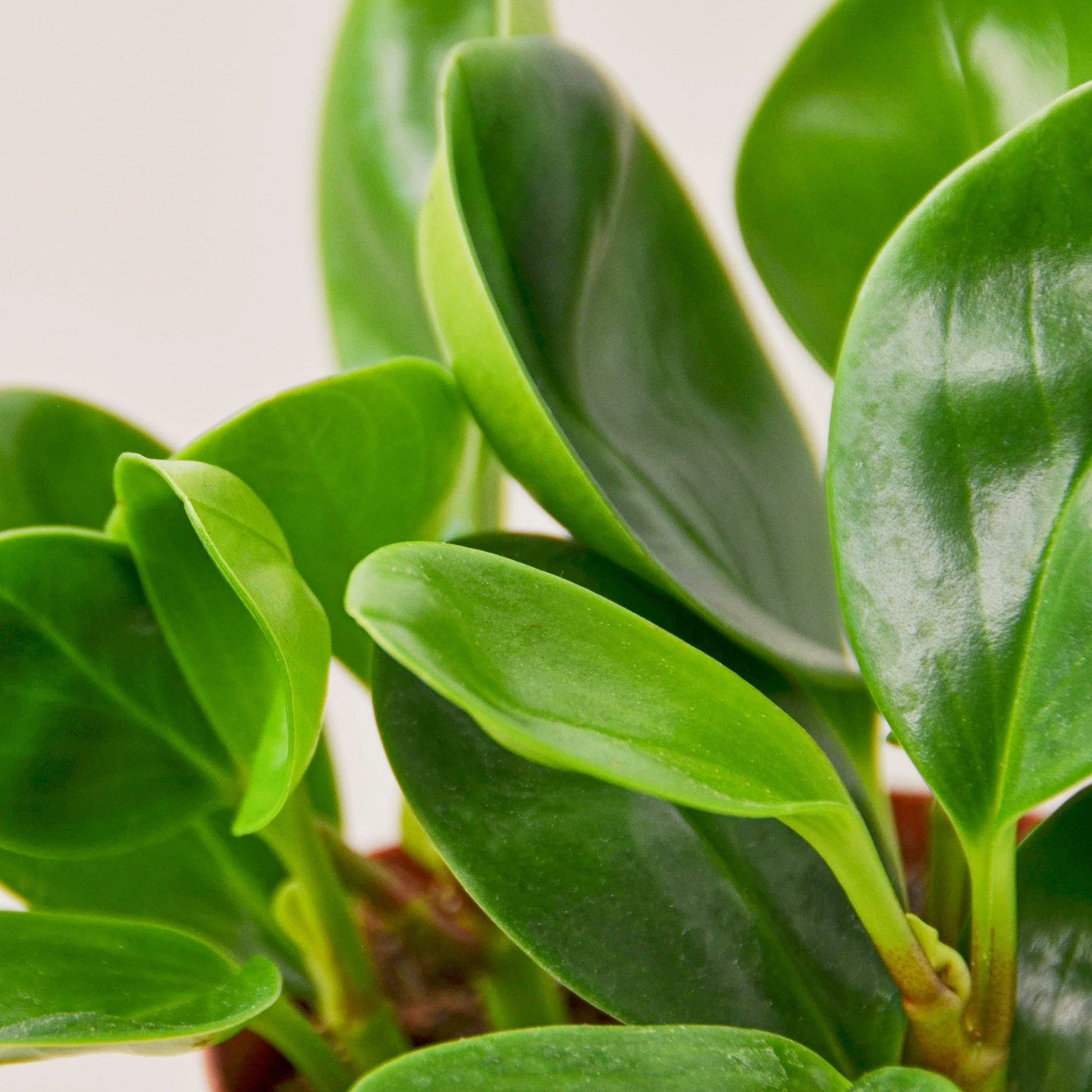 Peperomia Thailand - Image 2