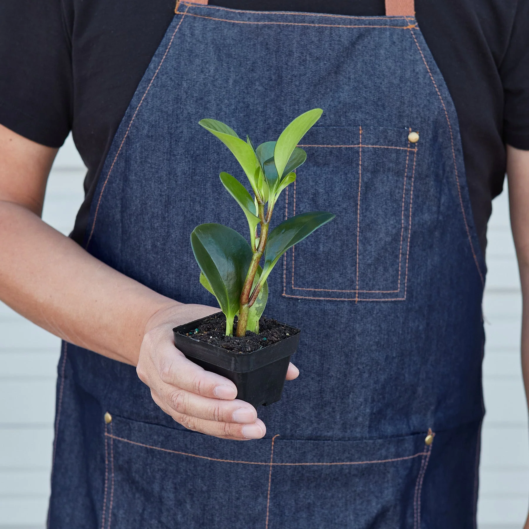 Peperomia Thailand - Image 6