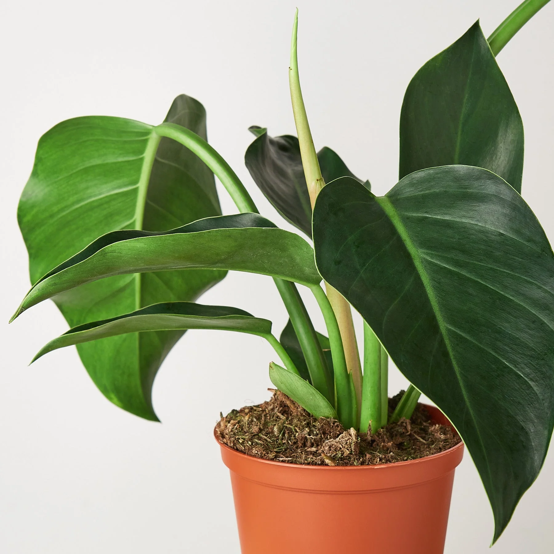 Philodendron 'Congo Green' - Image 2