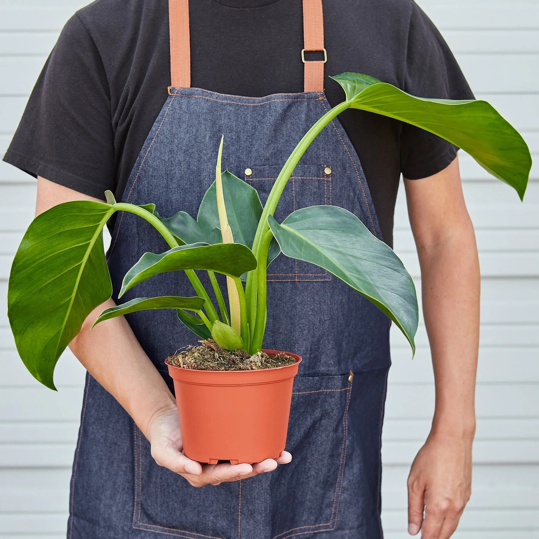 Philodendron 'Congo Green' - Image 3