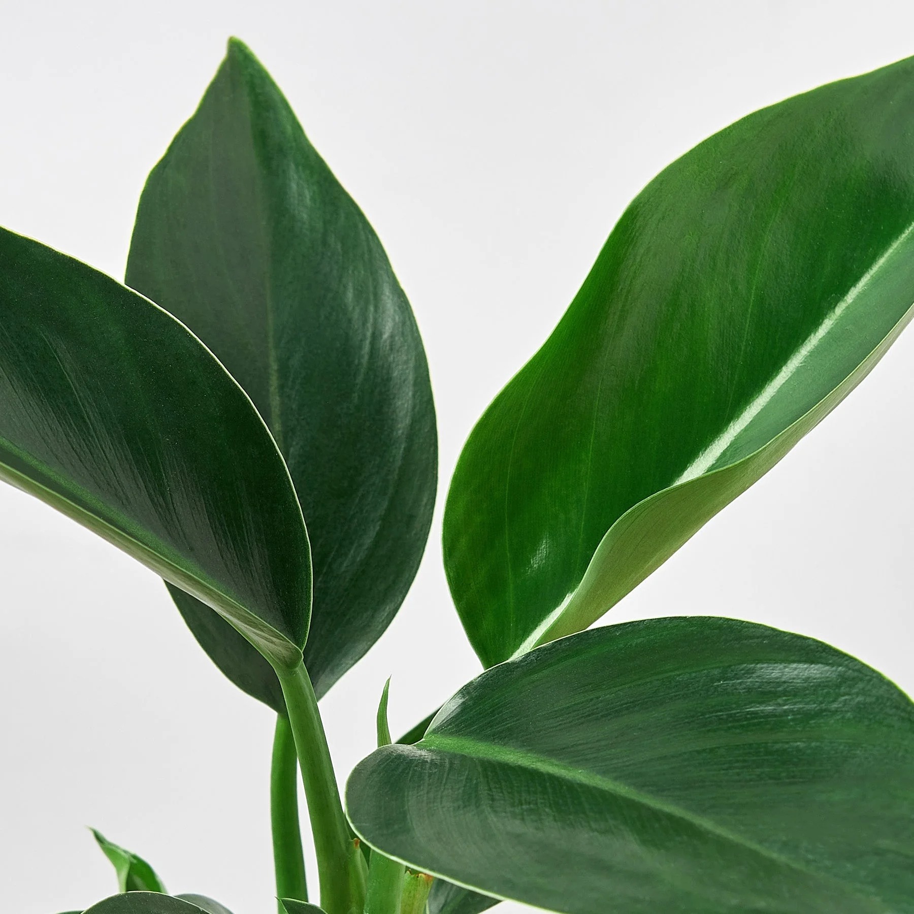 Philodendron 'Congo Green' - Image 5