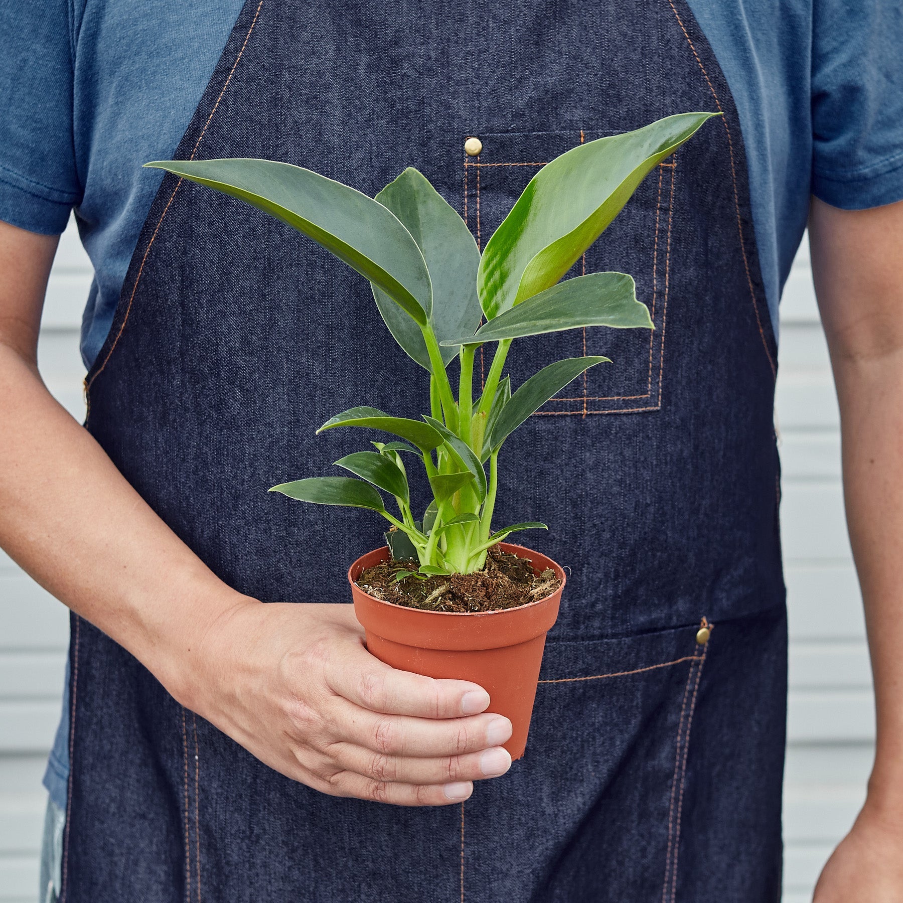 Philodendron 'Congo Green' - Image 6