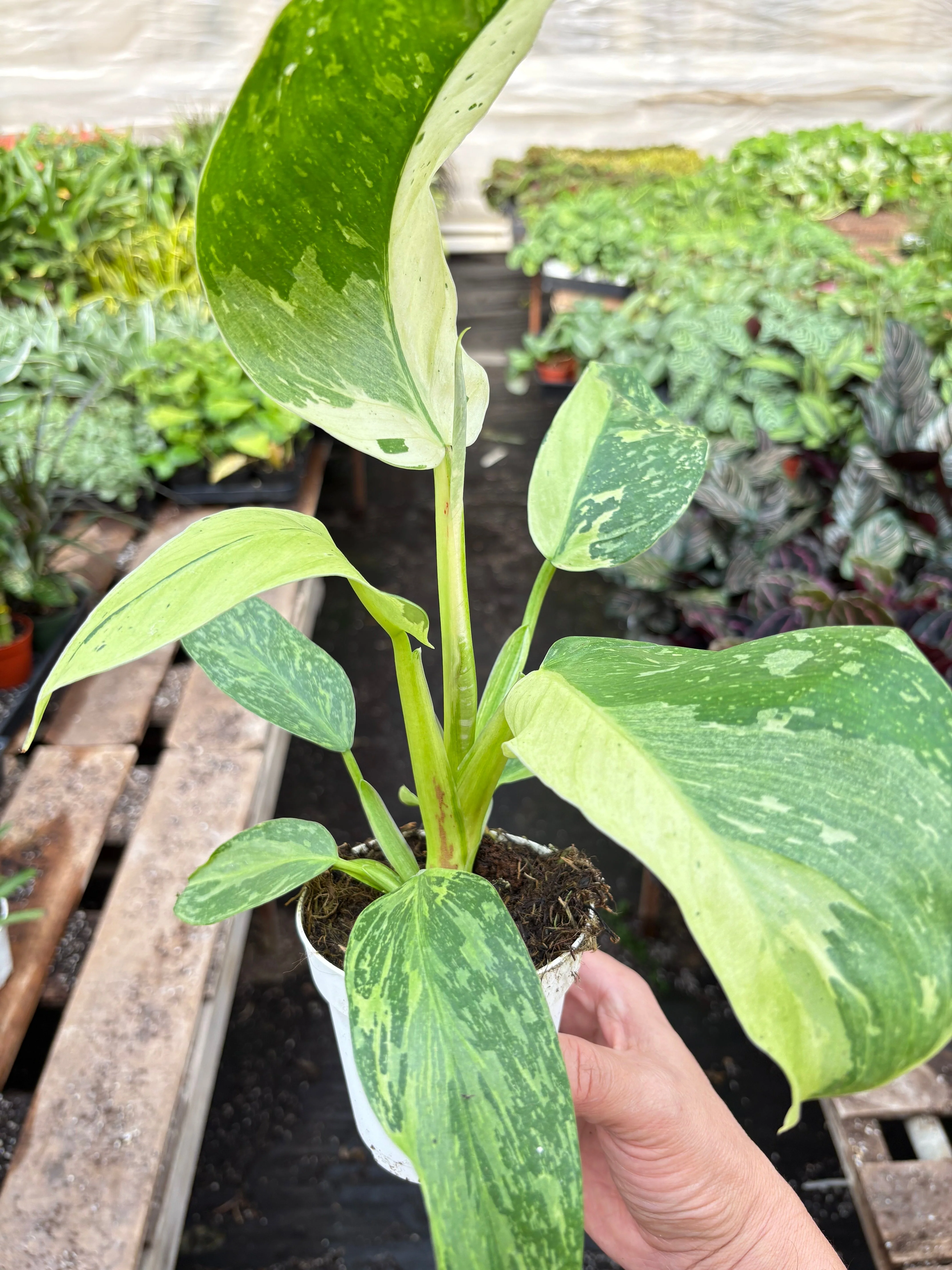 Philodendron Jose Bueno - Image 2