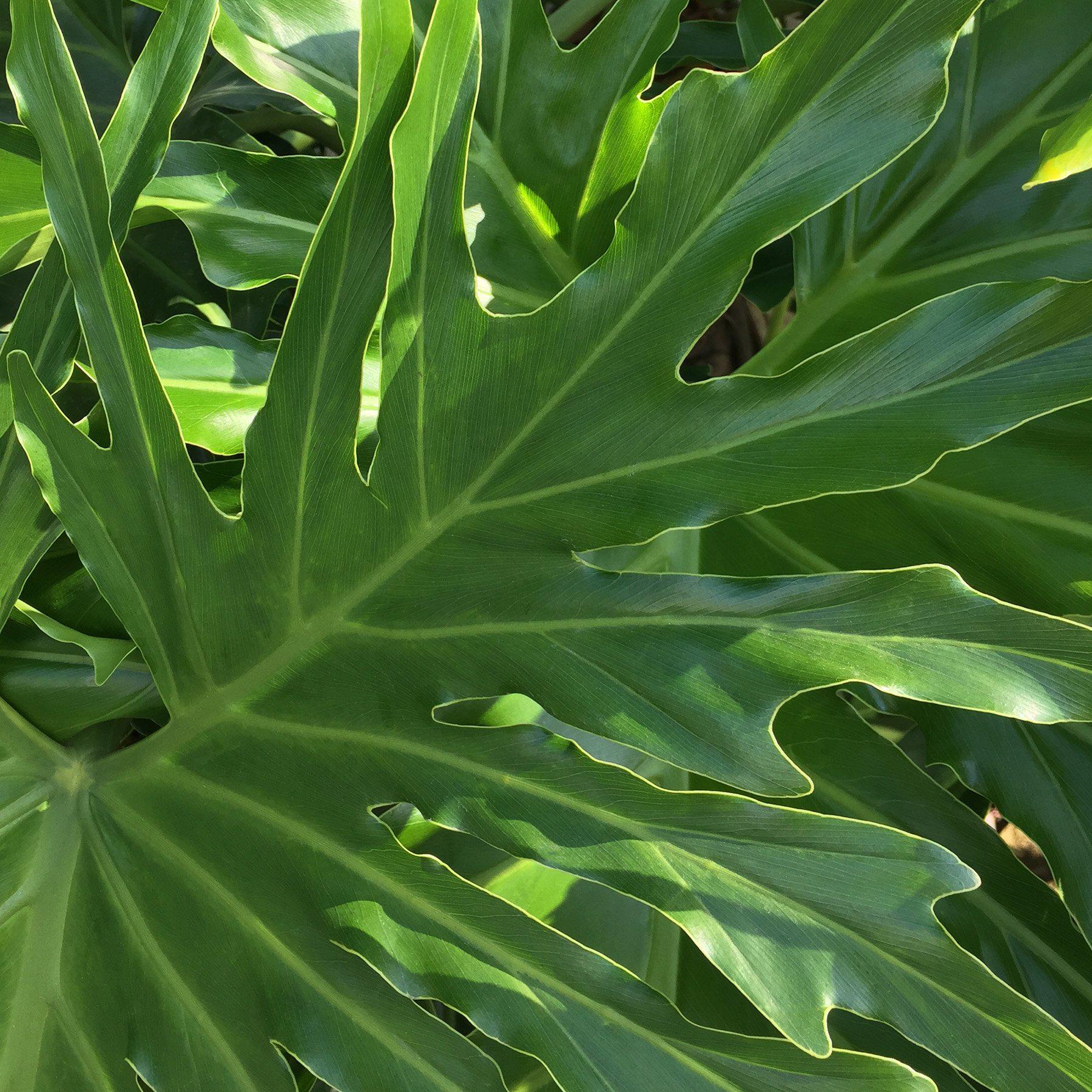 Philodendron ‘Lickety Split' - 8" Pot - Image 2