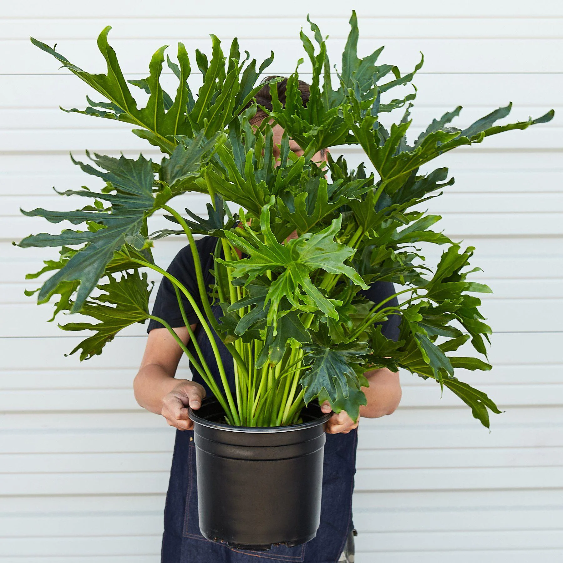 Philodendron ‘Lickety Split' - 8" Pot - Image 3