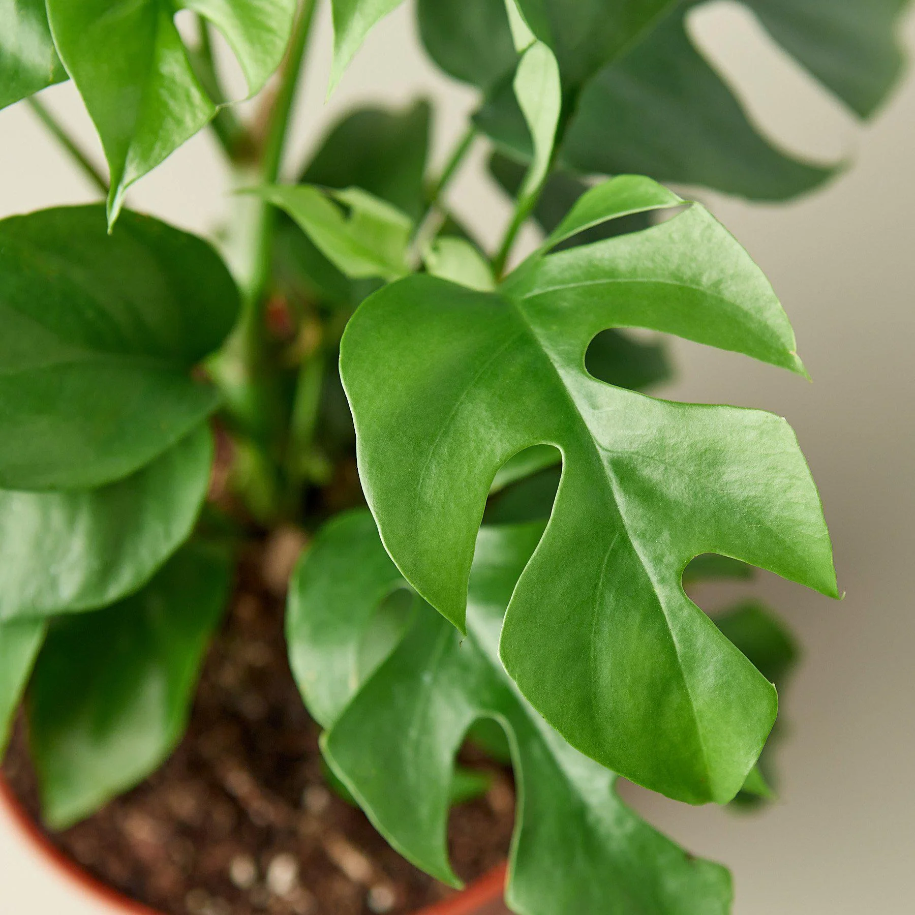 Philodendron Mini Monstera Minima - Image 2