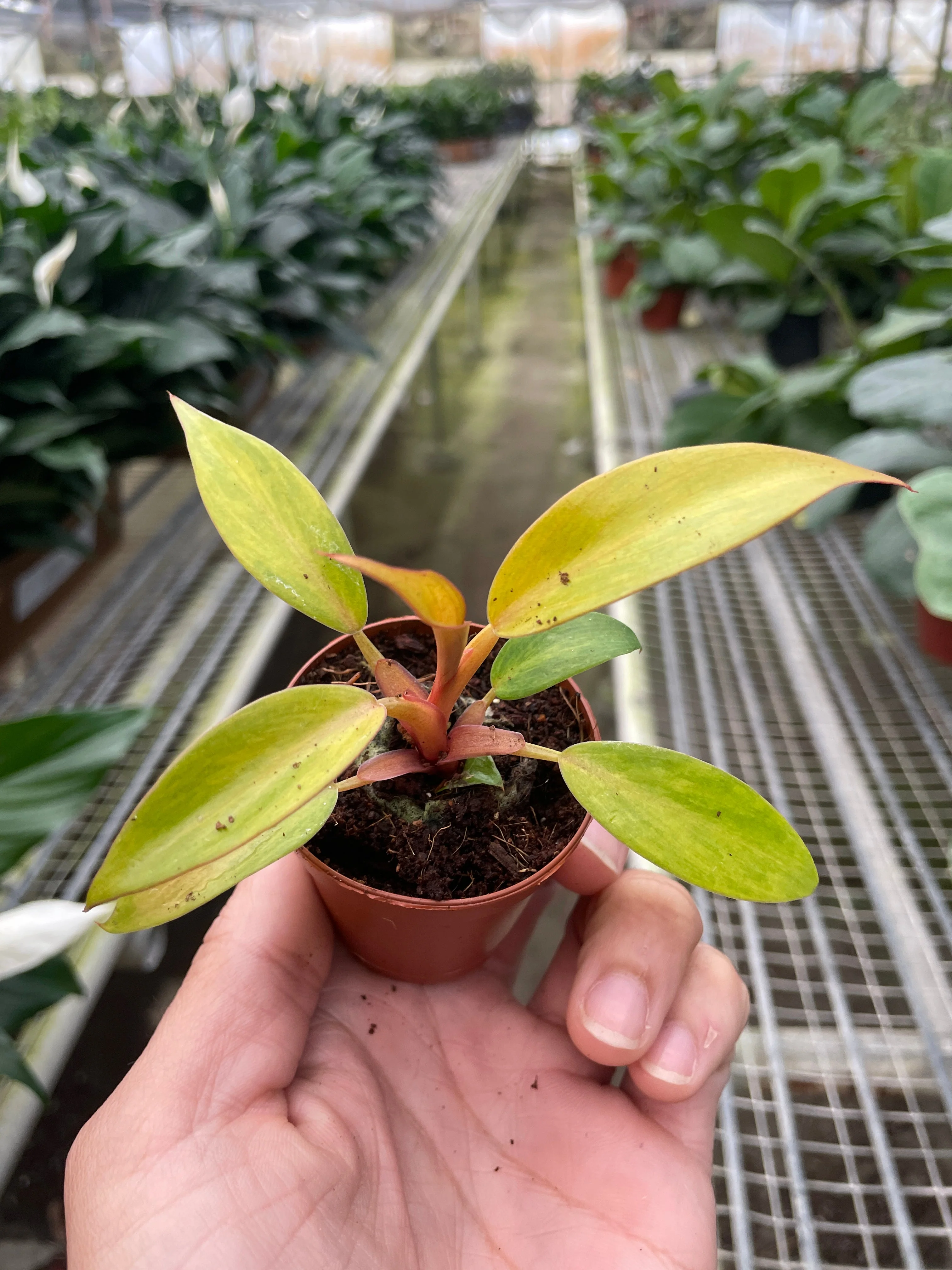 Philodendron 'Orange Marmalade' - Image 2