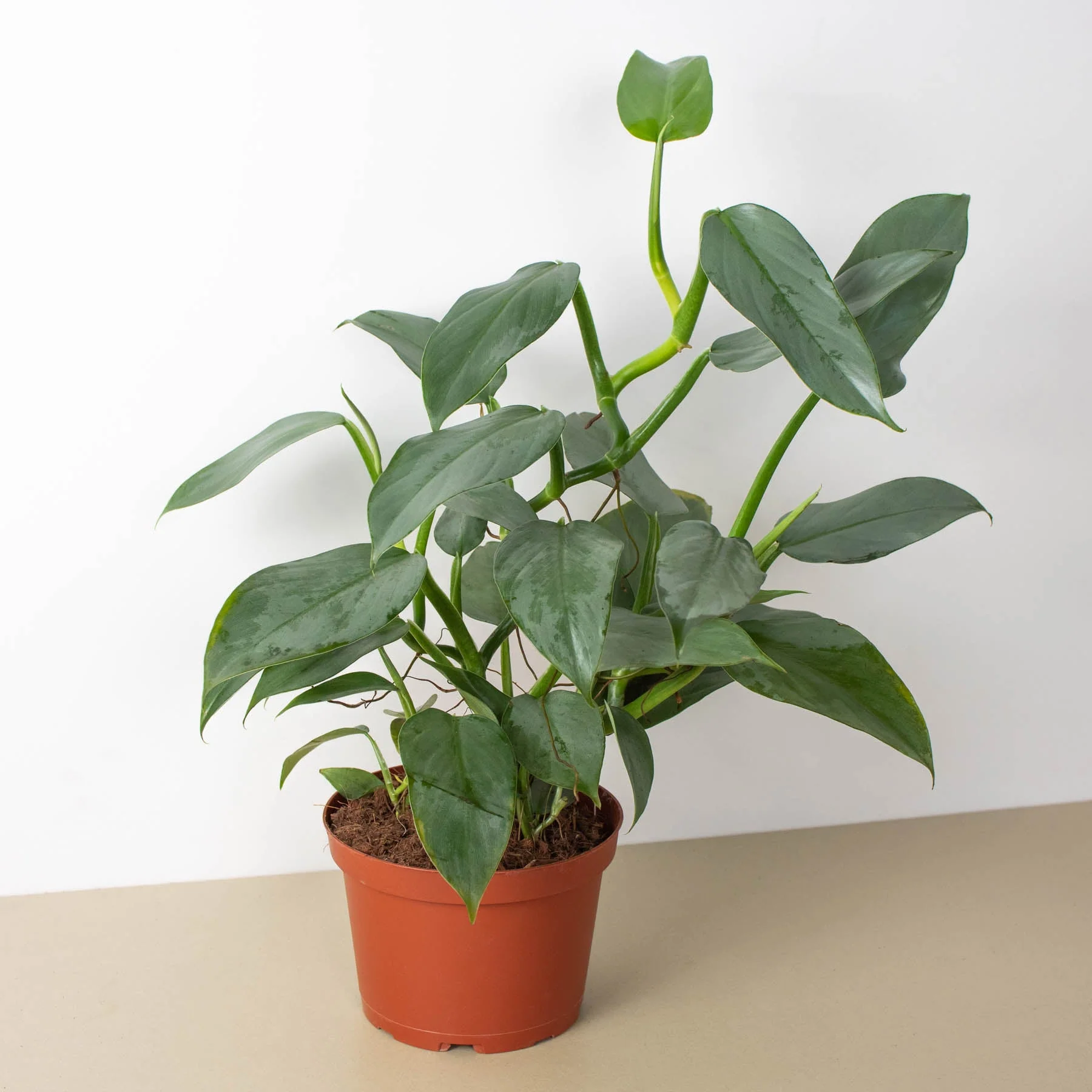 Philodendron 'Silver Sword' - Image 4