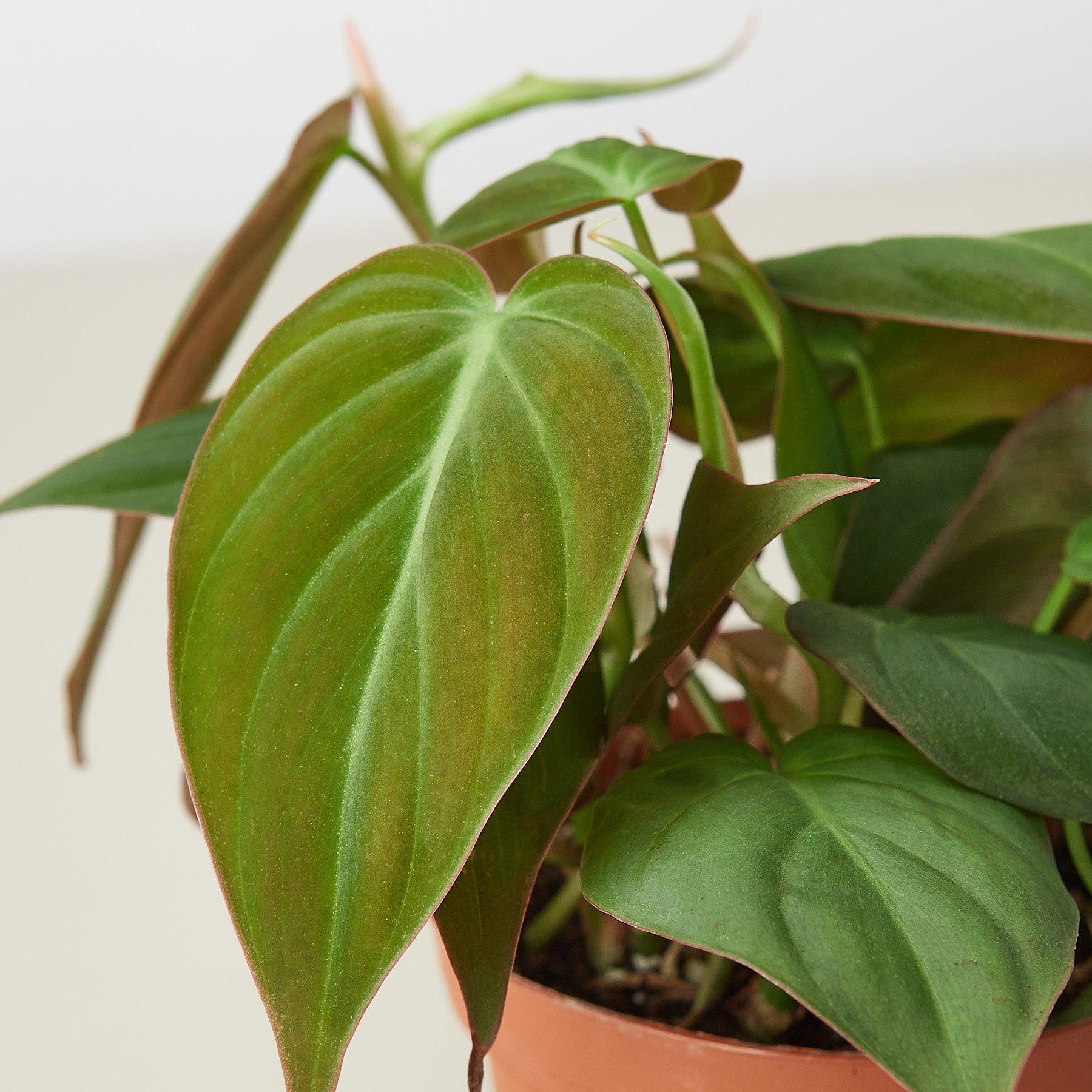 Philodendron 'Velvet' - Image 2