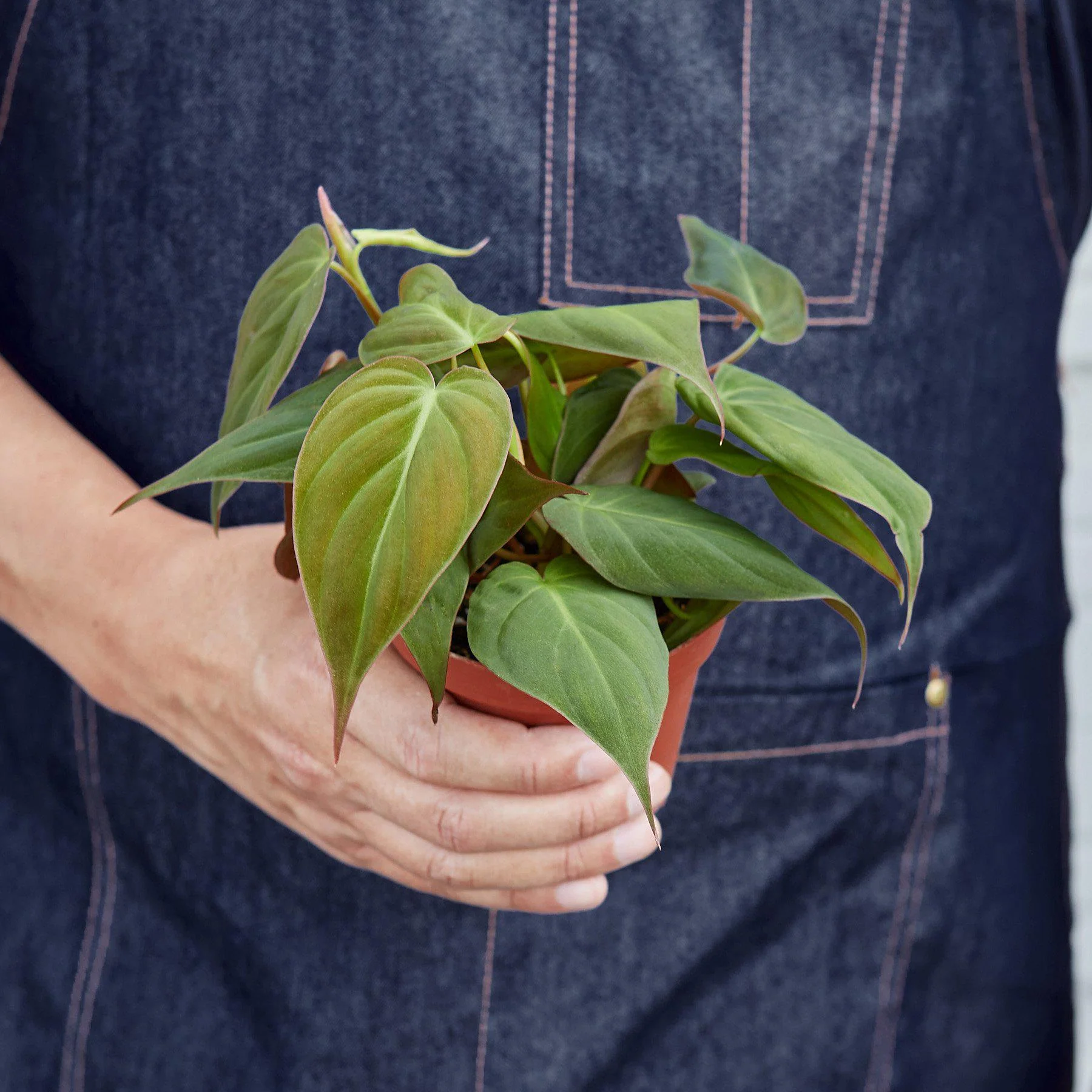 Philodendron 'Velvet' - Image 3