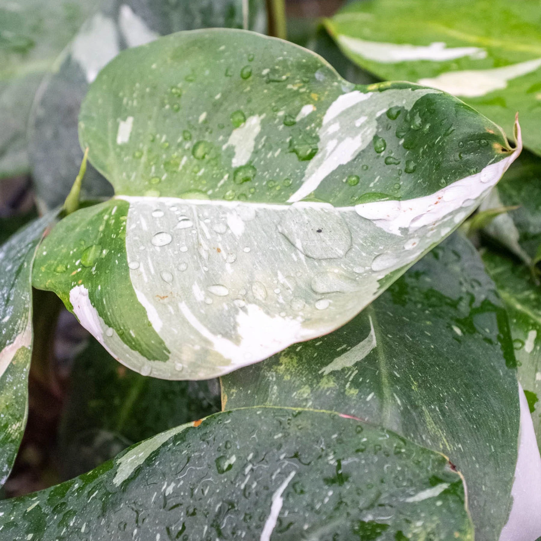 Philodendron 'White Princess' - Image 3