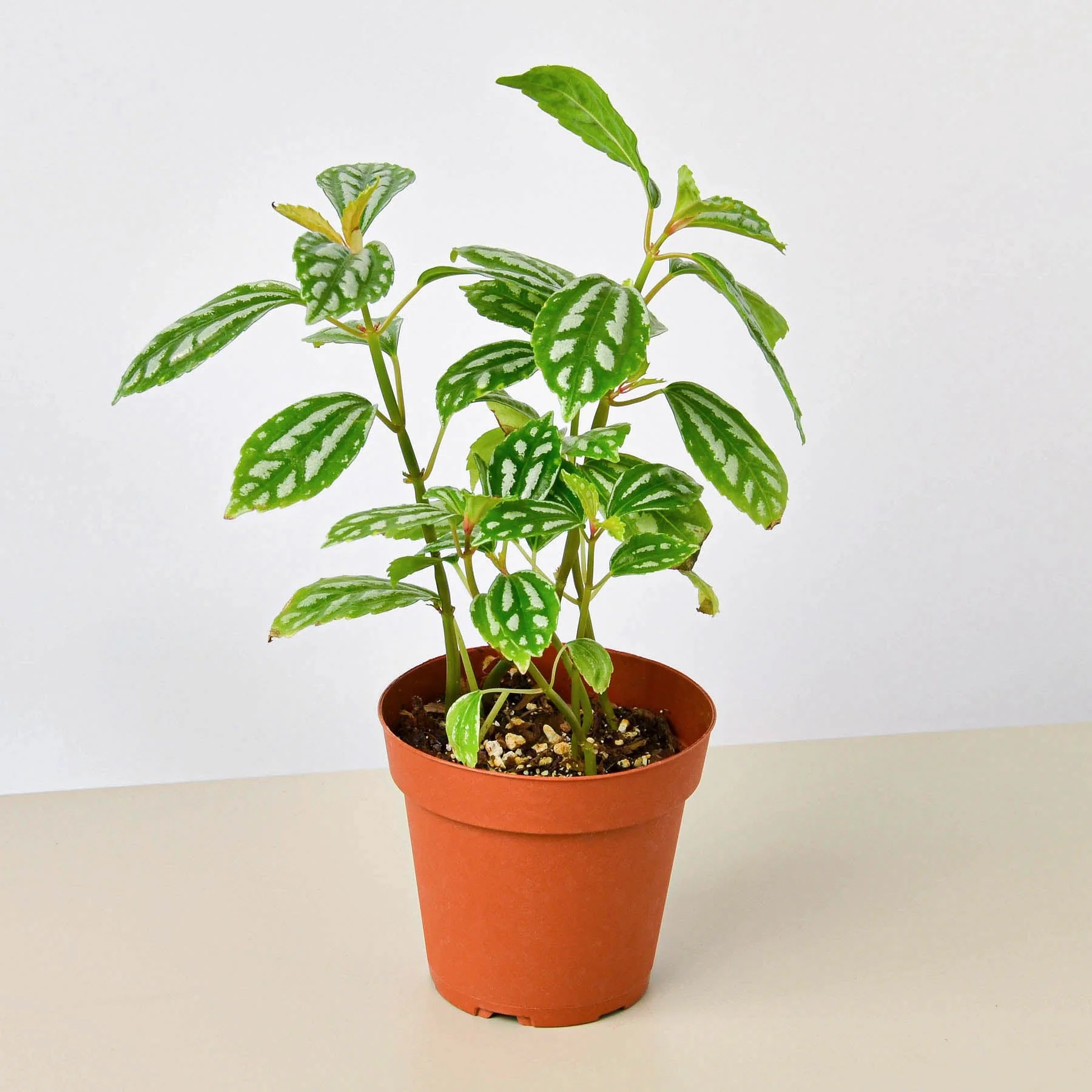 Pilea 'Aluminum' - Image 7