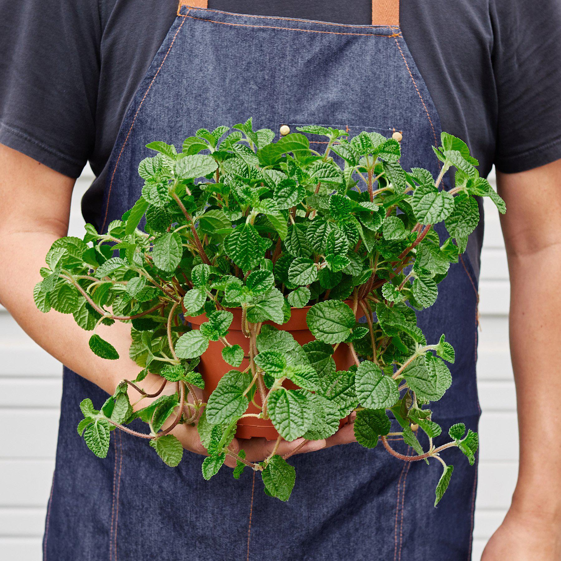Pilea 'Crinkle' - Image 5