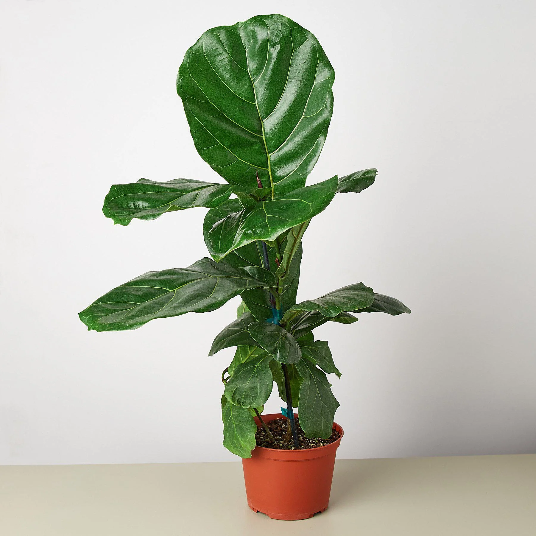 Plant Paradise Extra Large Bundle - Image 4