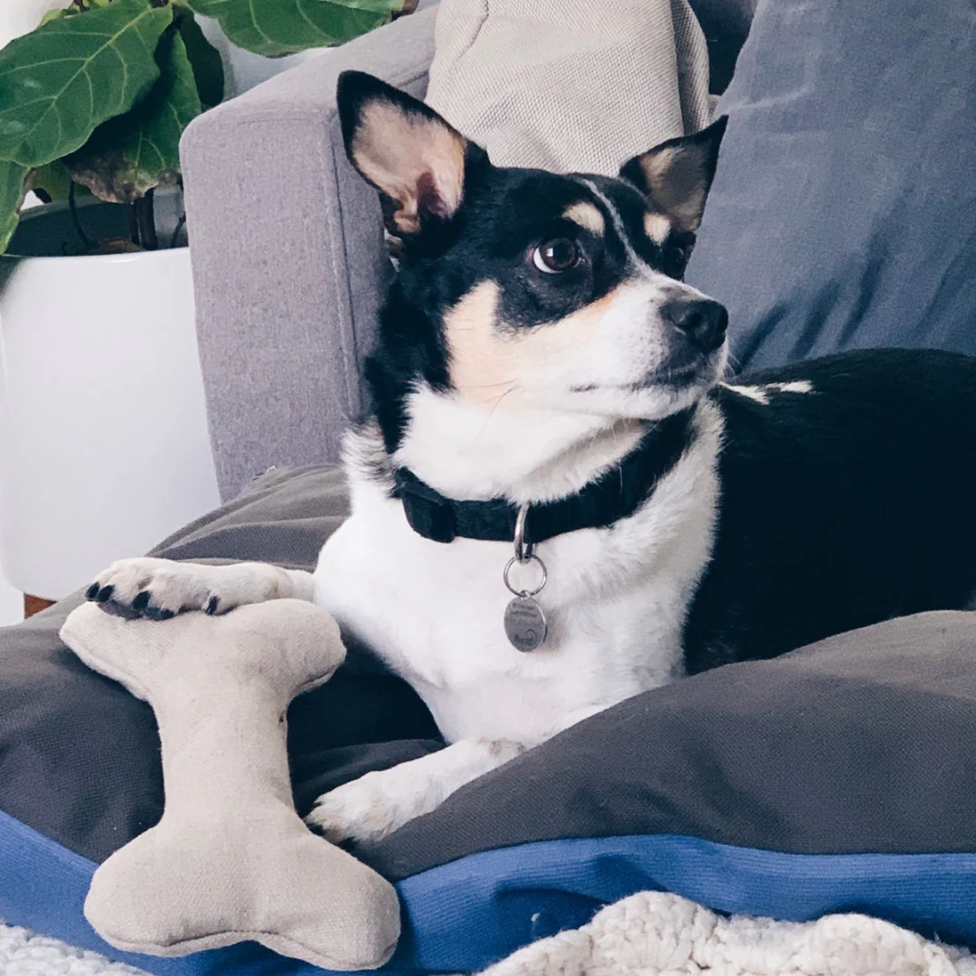 Plush Hemp Dog Bone Toy for Gentle Chewers | Soft & Squeaker Free - Image 2