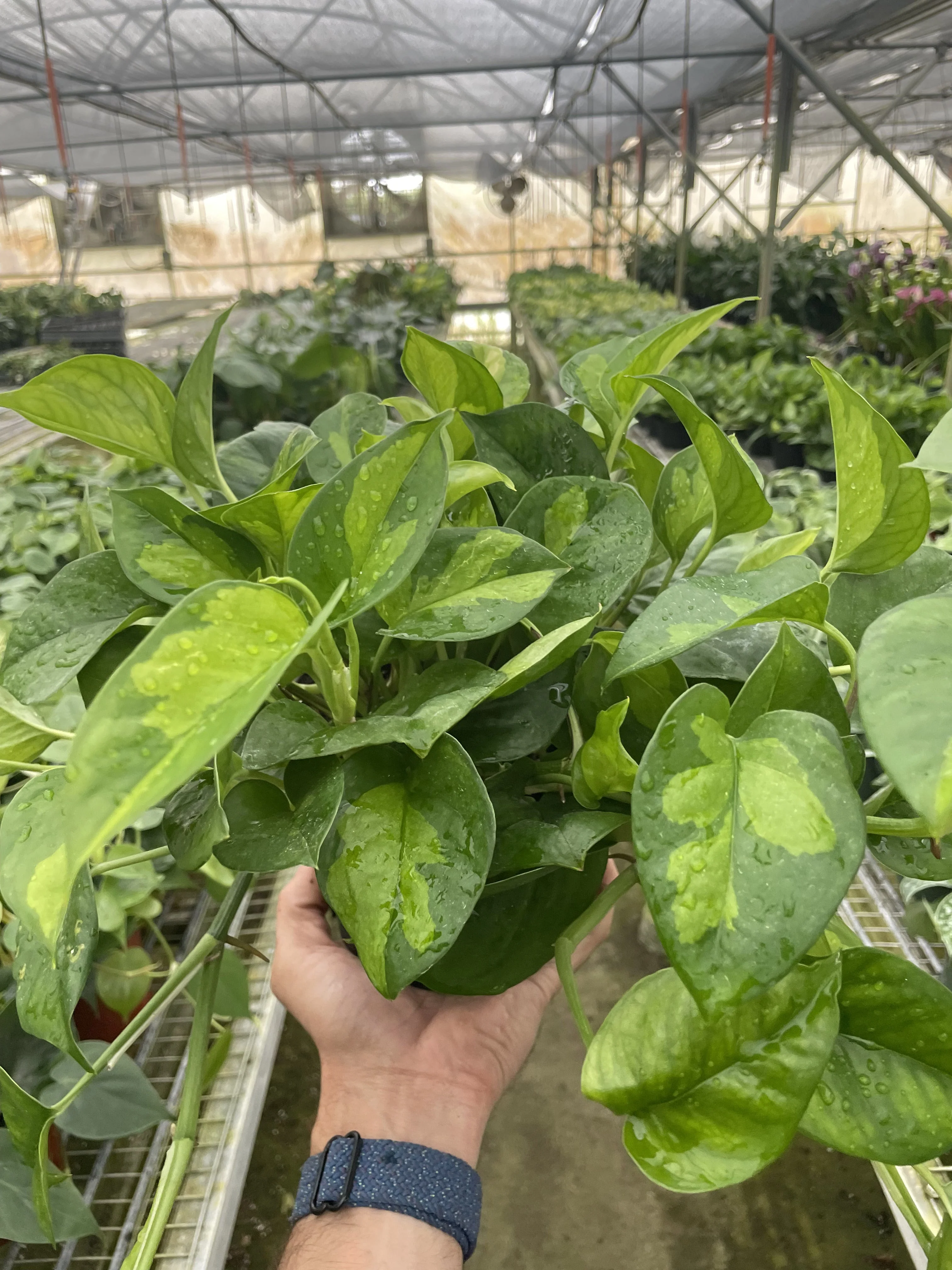 Pothos Global Green - Image 2