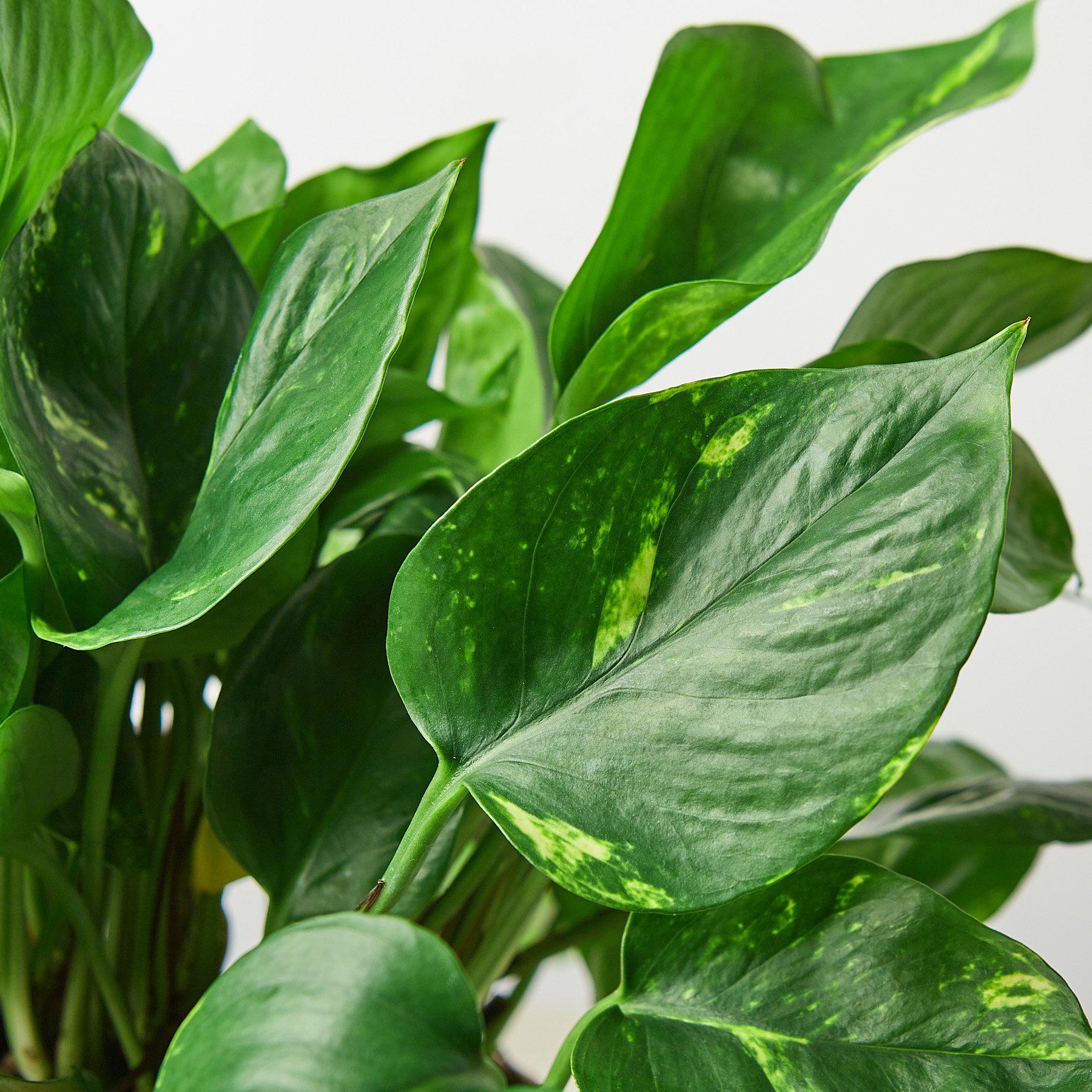 Pothos 'Golden' - Image 10
