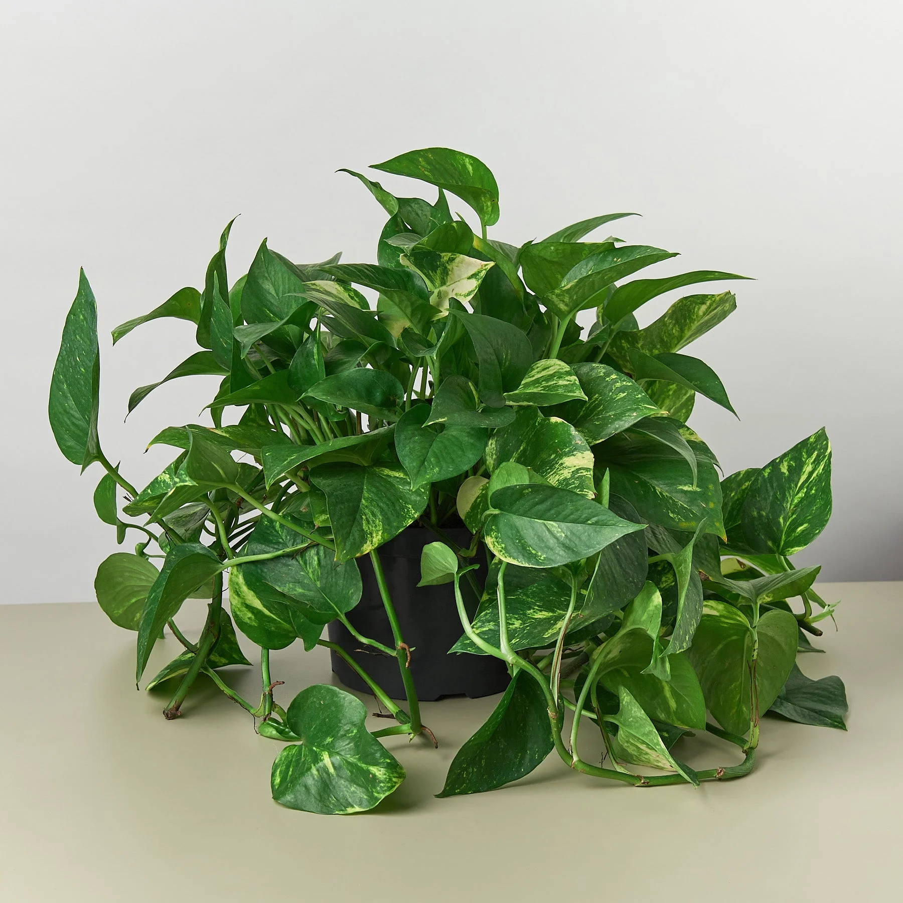 Pothos 'Golden' - Image 11