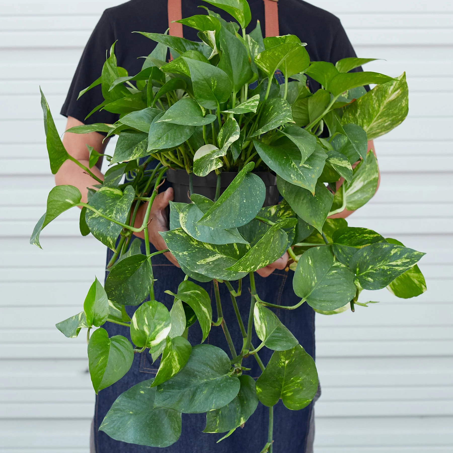 Pothos 'Golden' - Image 12