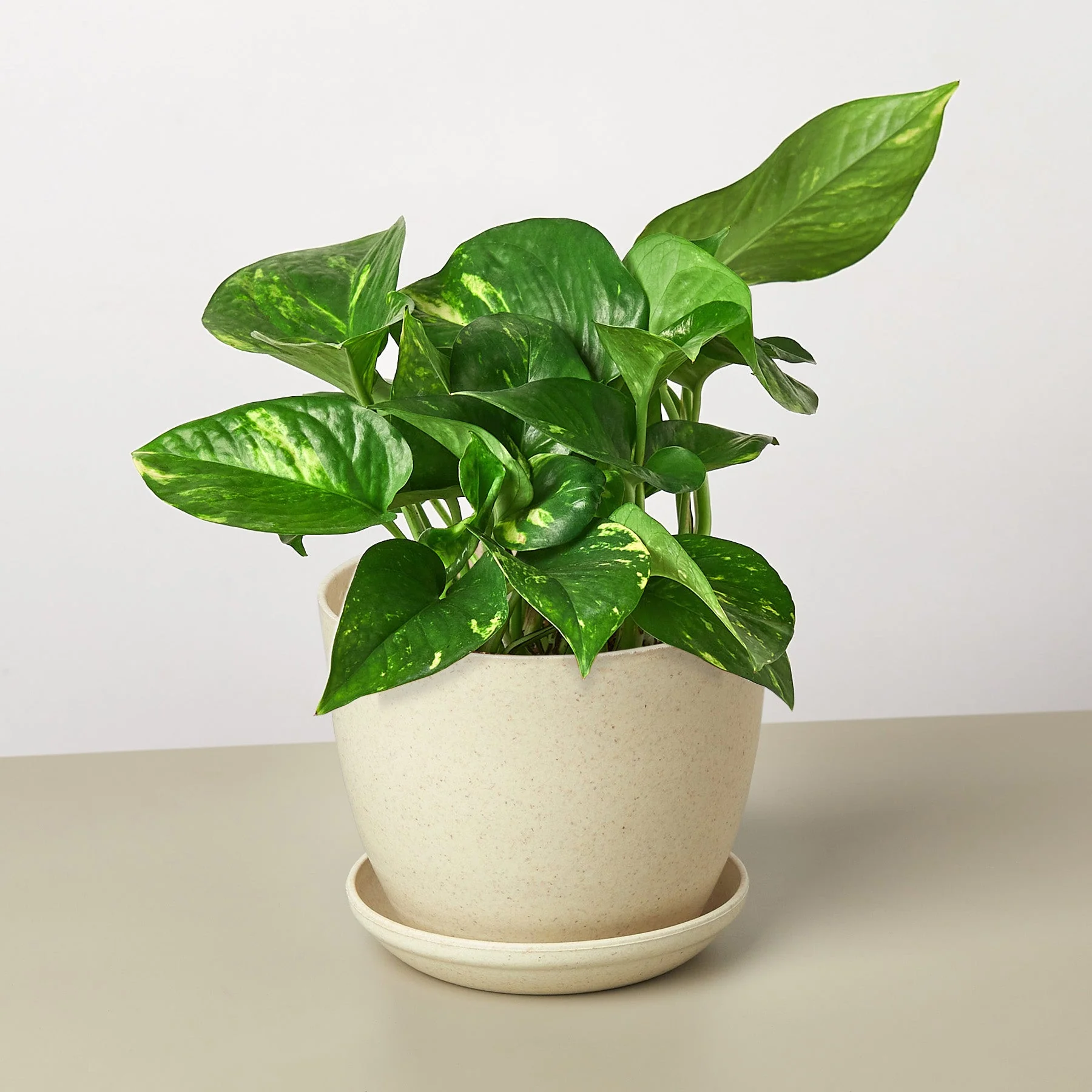 Pothos 'Golden' - Image 13