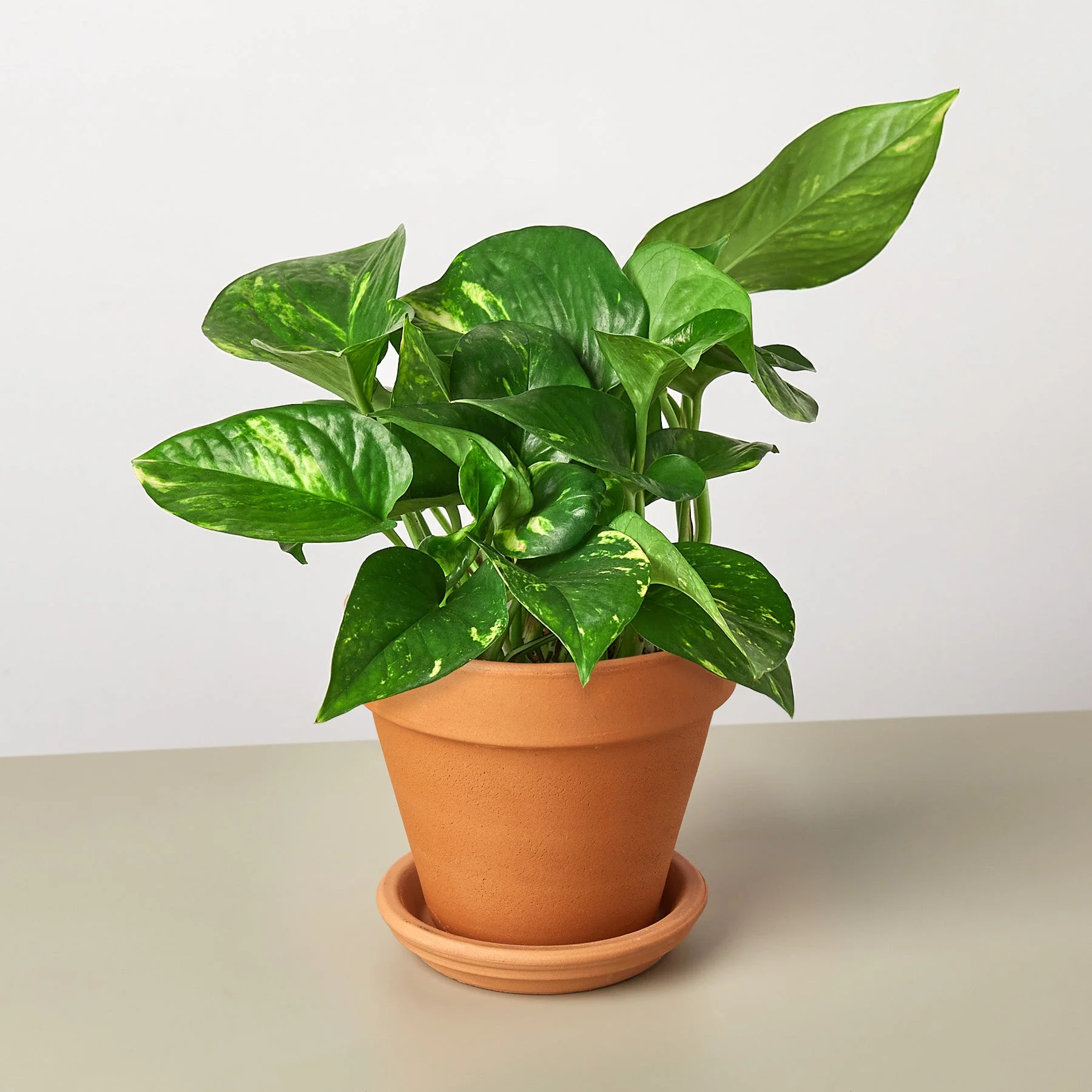 Pothos 'Golden' - Image 14