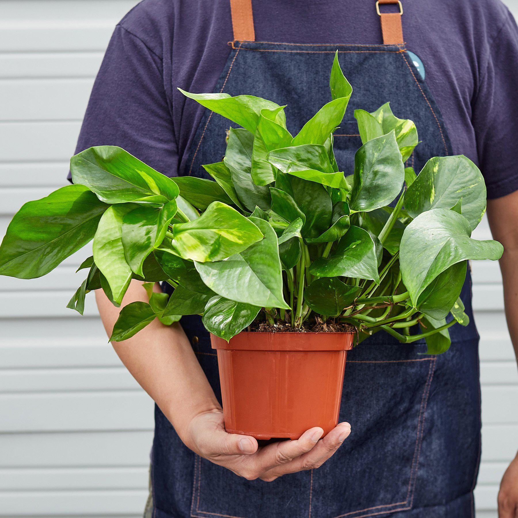 Pothos 'Golden' - Image 2